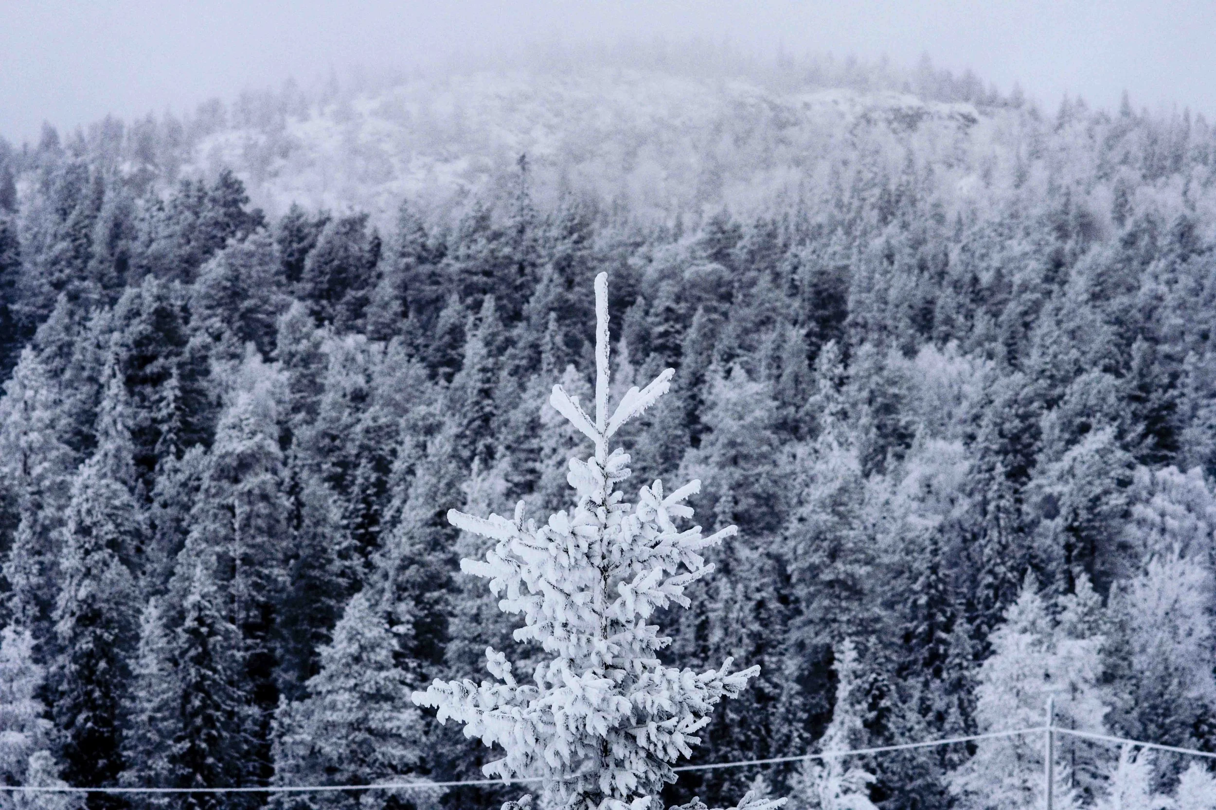Ruka Ski Resort, 2025.
