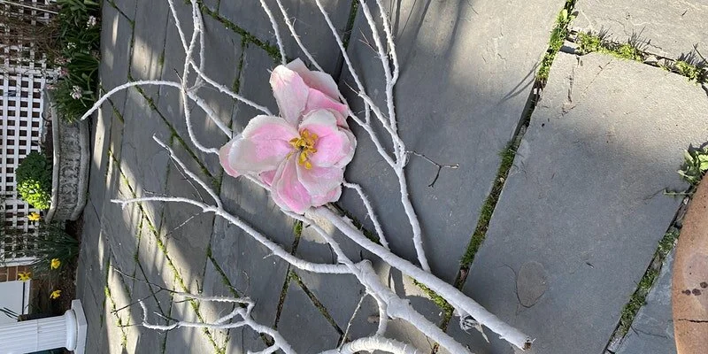 Bloom Where You Are Planted: WIP