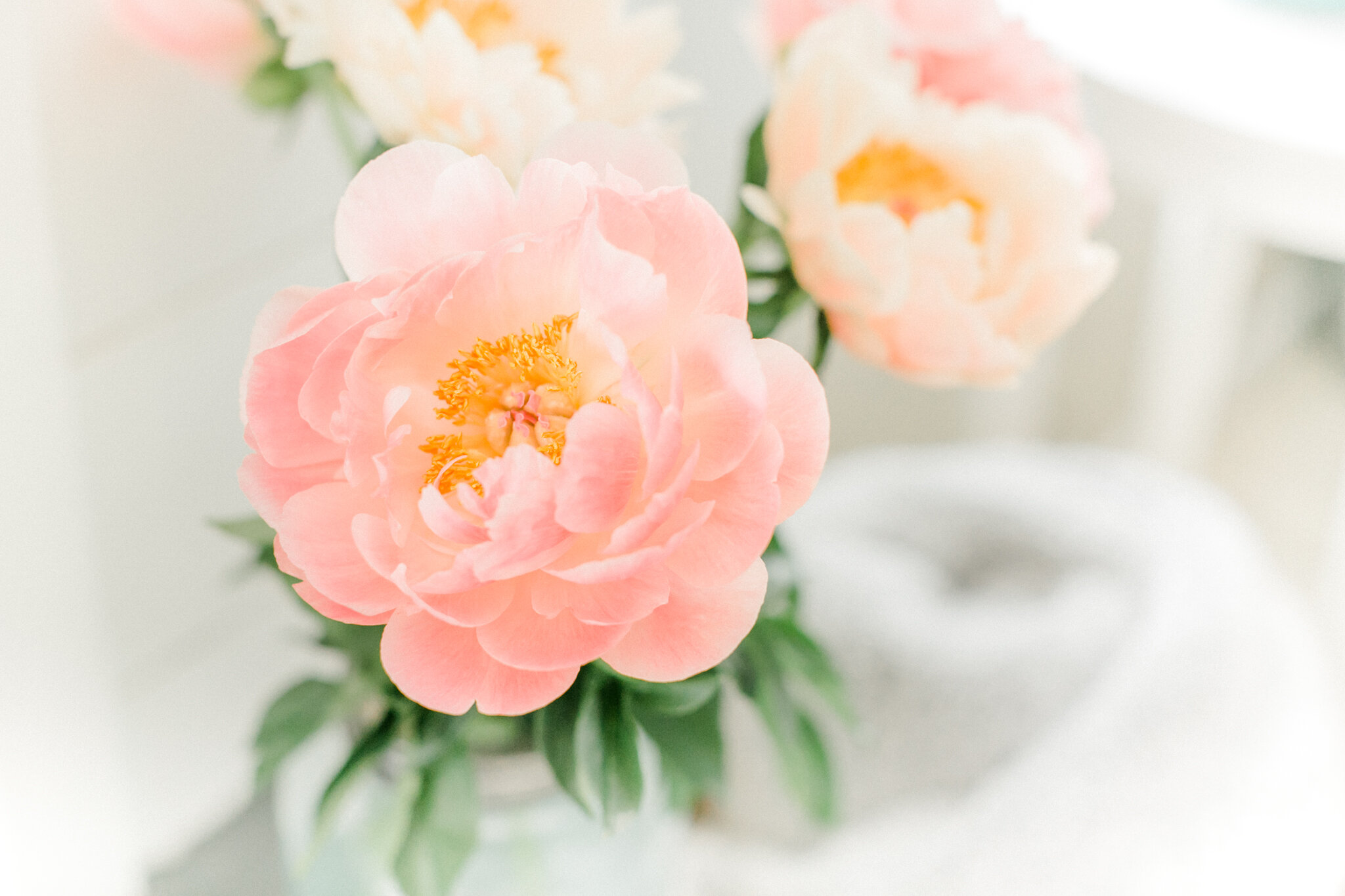 peony-1.jpg