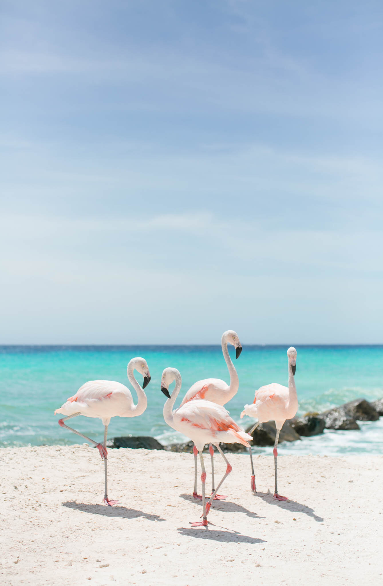 flamingo-1-7.jpg