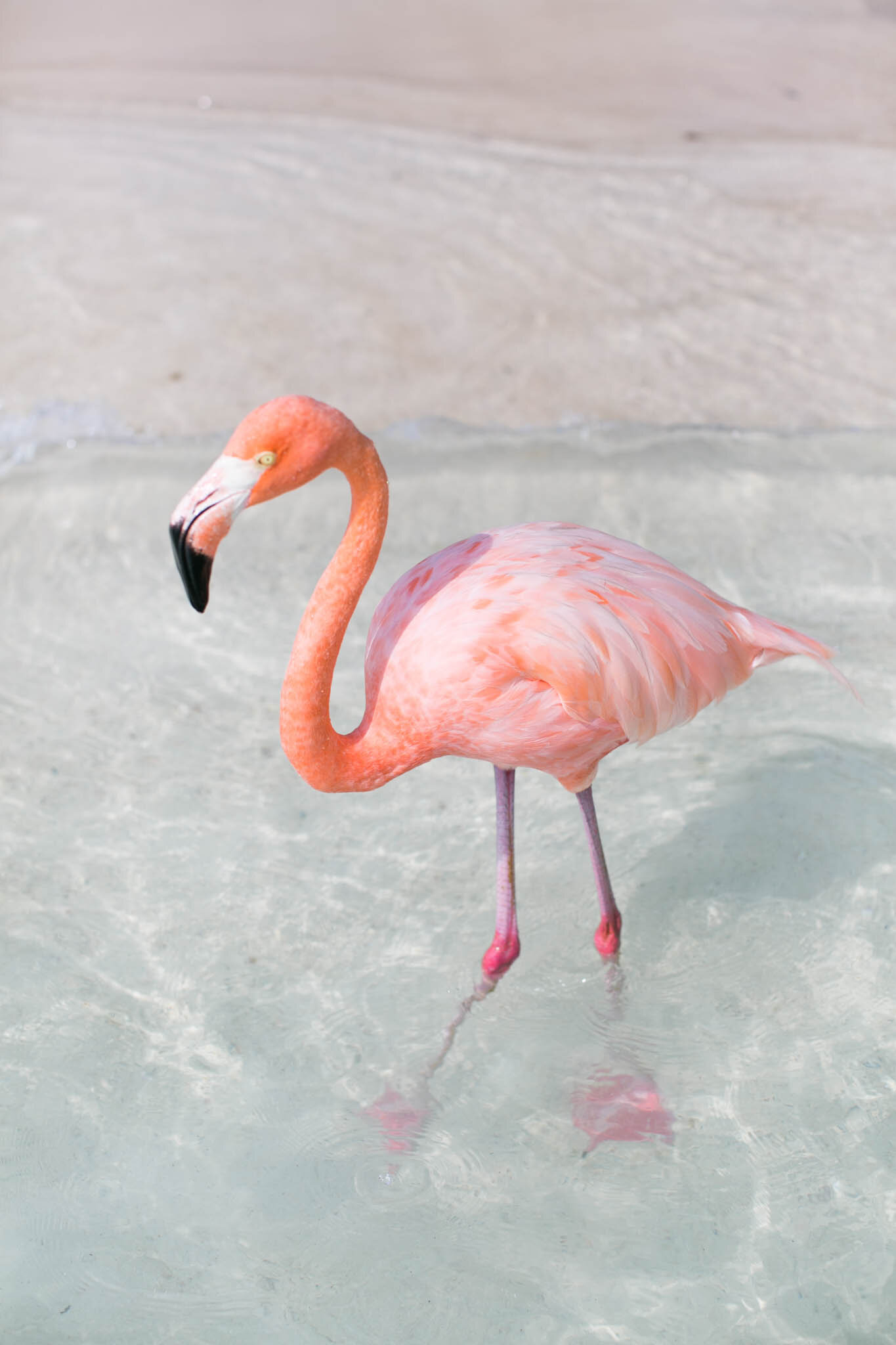 flamingo-1-8.jpg