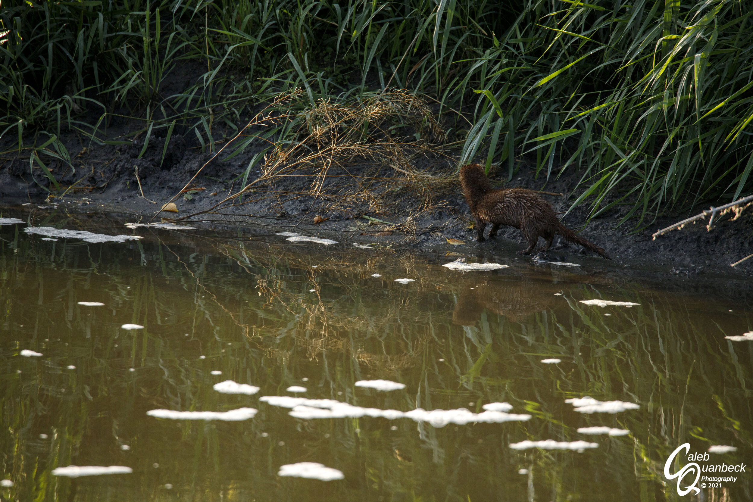  On my first morning adventure of the trip, I was lucky enough to spot a mink on the river bank. Growing up most of my life hiking around this river I had a fair idea of what the mink was going to do. Because of this I quickly hiked ahead of the mink