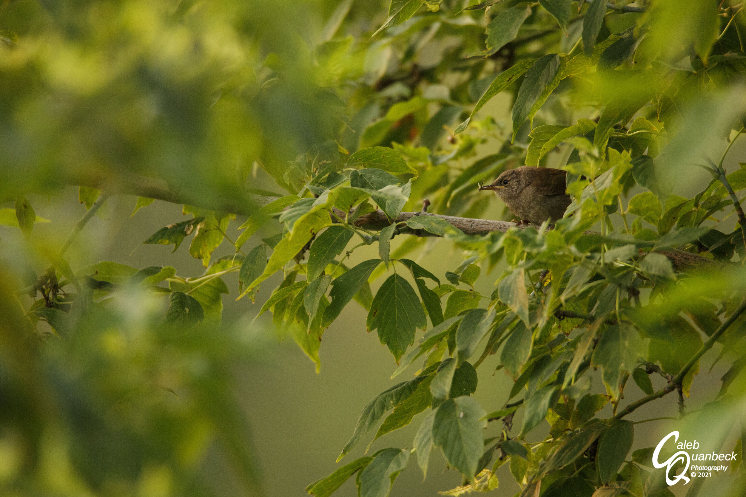  If you look very closely, you can see some kind of insect in its beak. My research says they eat mosquitoes, and that makes me like this little bird even more.  