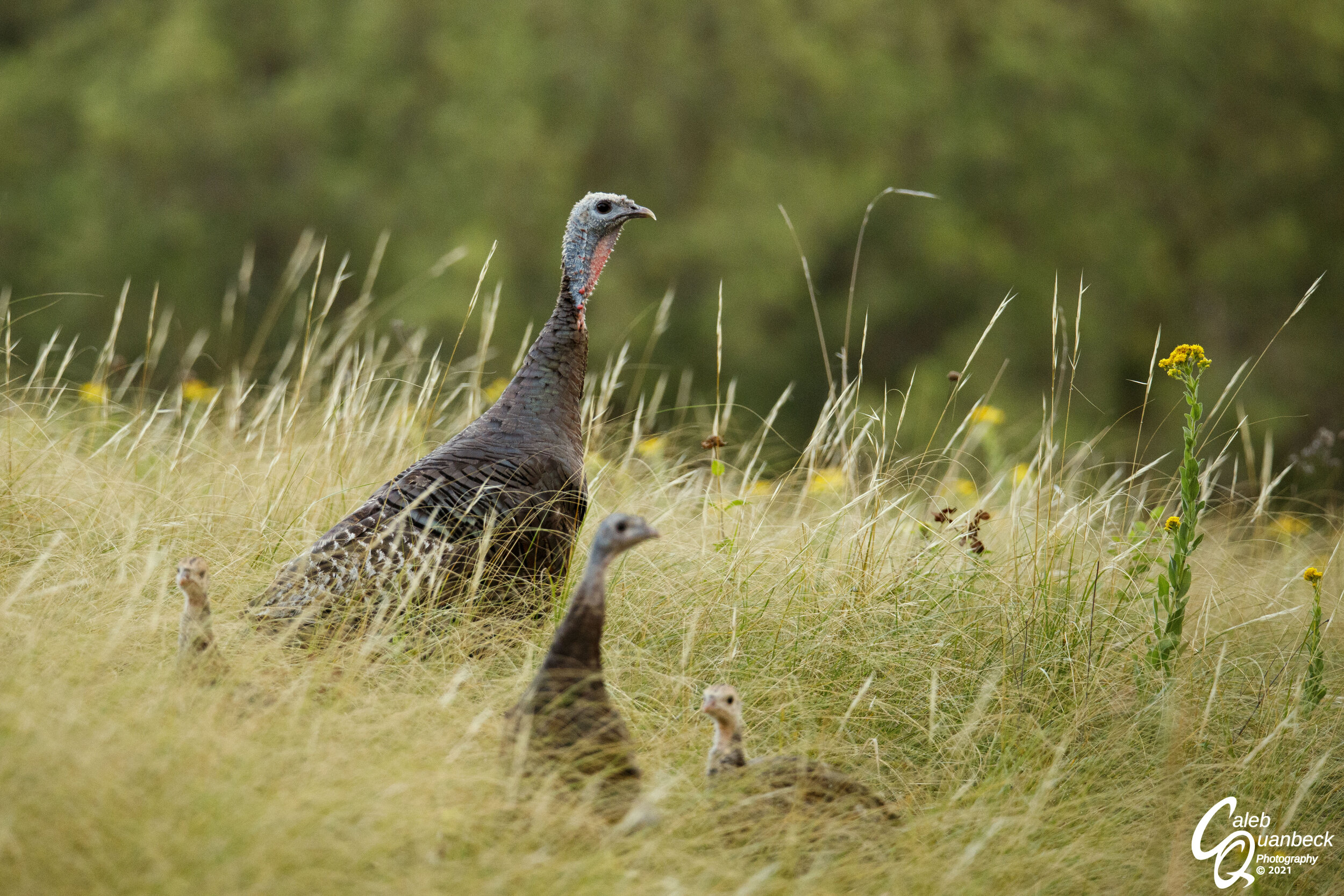  I also found some bigger birds to photograph. I only had one morning of photographing these turkeys, but the morning I had sure was fun. I was testing out a portable blind, and the turkeys did not care about me as long as I was underneath the blind.