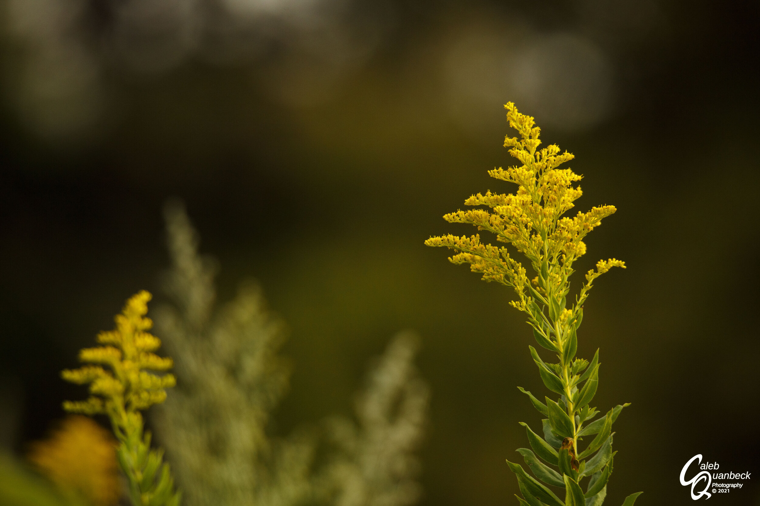  The last evening I was able to go out, I hiked to a clearing where I was hoping to find some deer. Unfortunately, to continue with the trend of the trip, I didn’t see any whitetails, but In this clearing, I found lots of beautiful Canada Goldenrod (