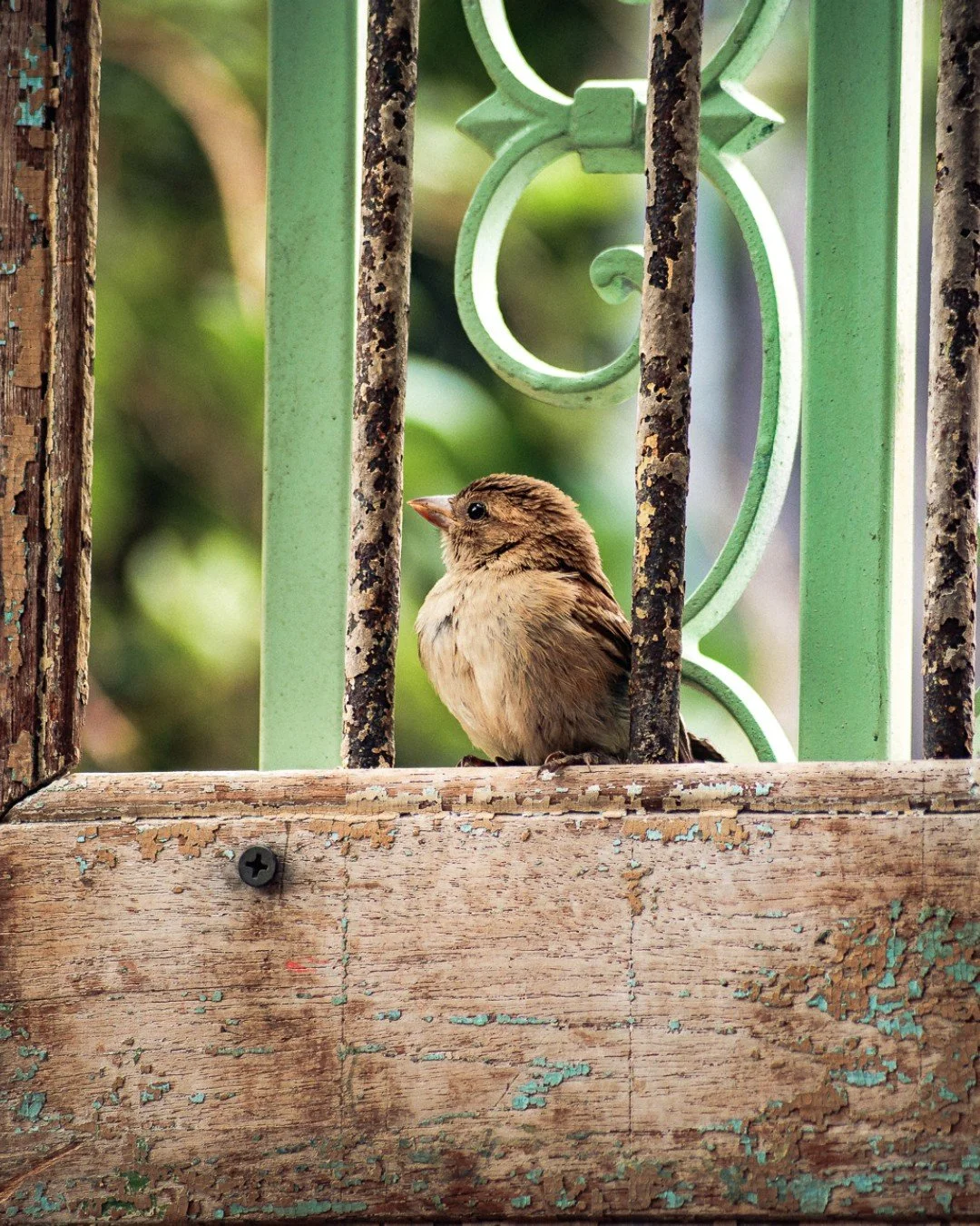 You never know what friends await in our garden 🕊️