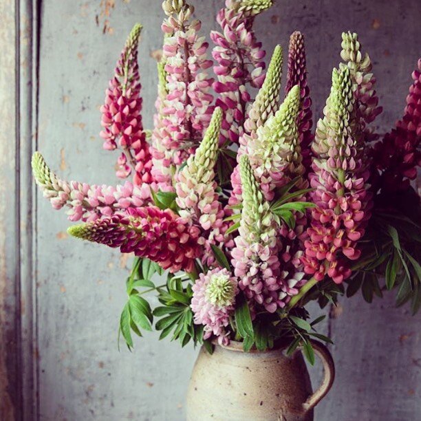 It&rsquo;s rainy and grey and soggy today, but these lovely lupins brighten it all up 📸 @jannelford
