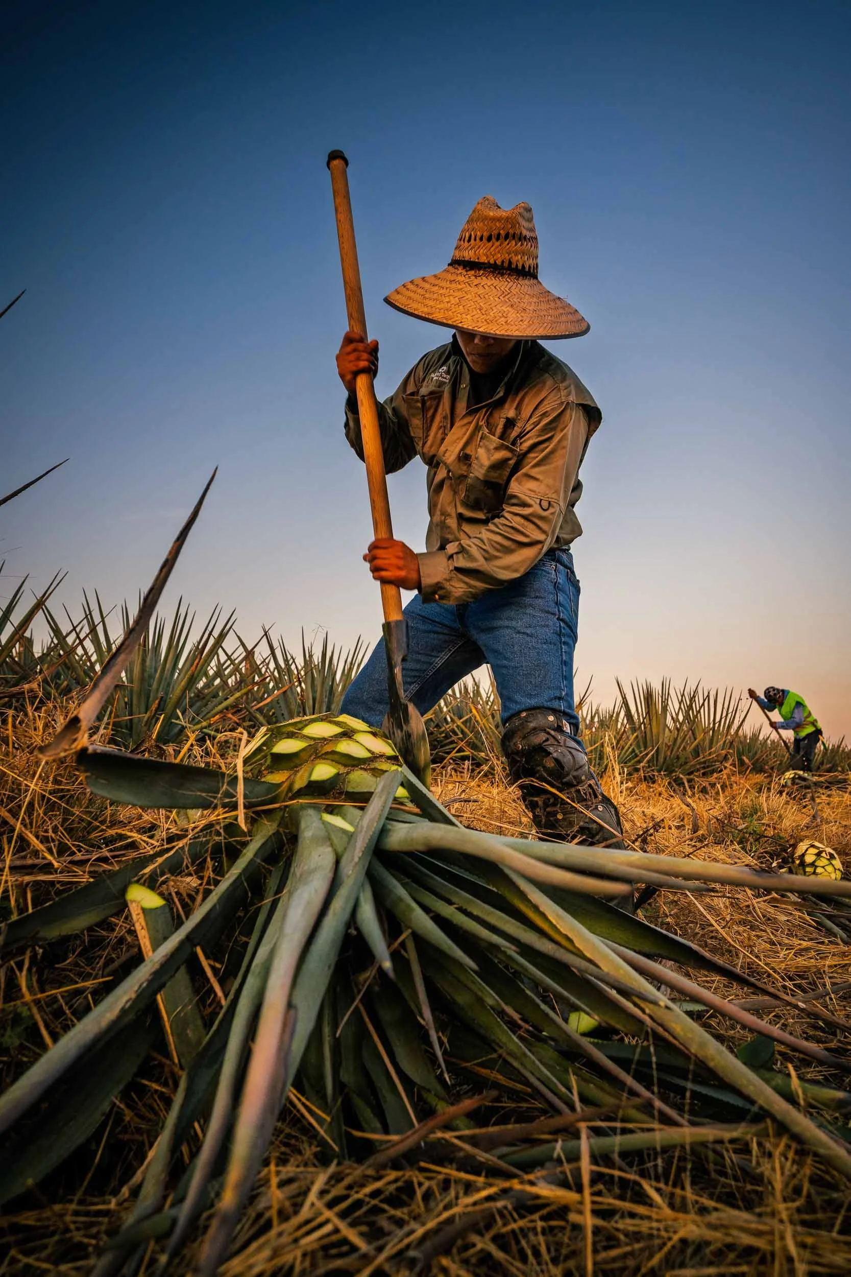 Editorial de viajes sobre cosecha tradicional del agave: jimador con sombrero usando coa en campo azul.