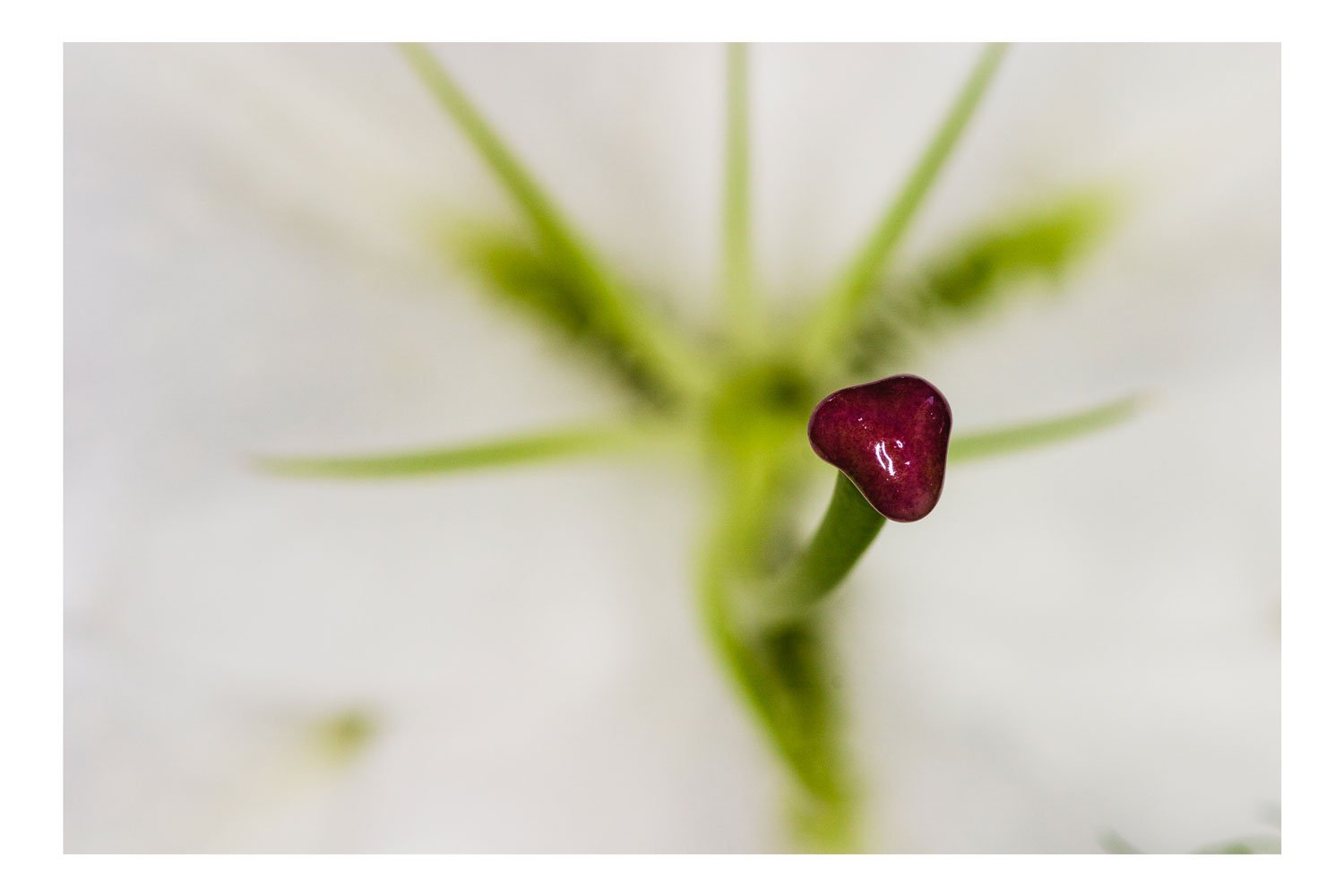Heart of the Bloom A Macro Marvel - Fotografía Impresa para Decoración de Espacios
