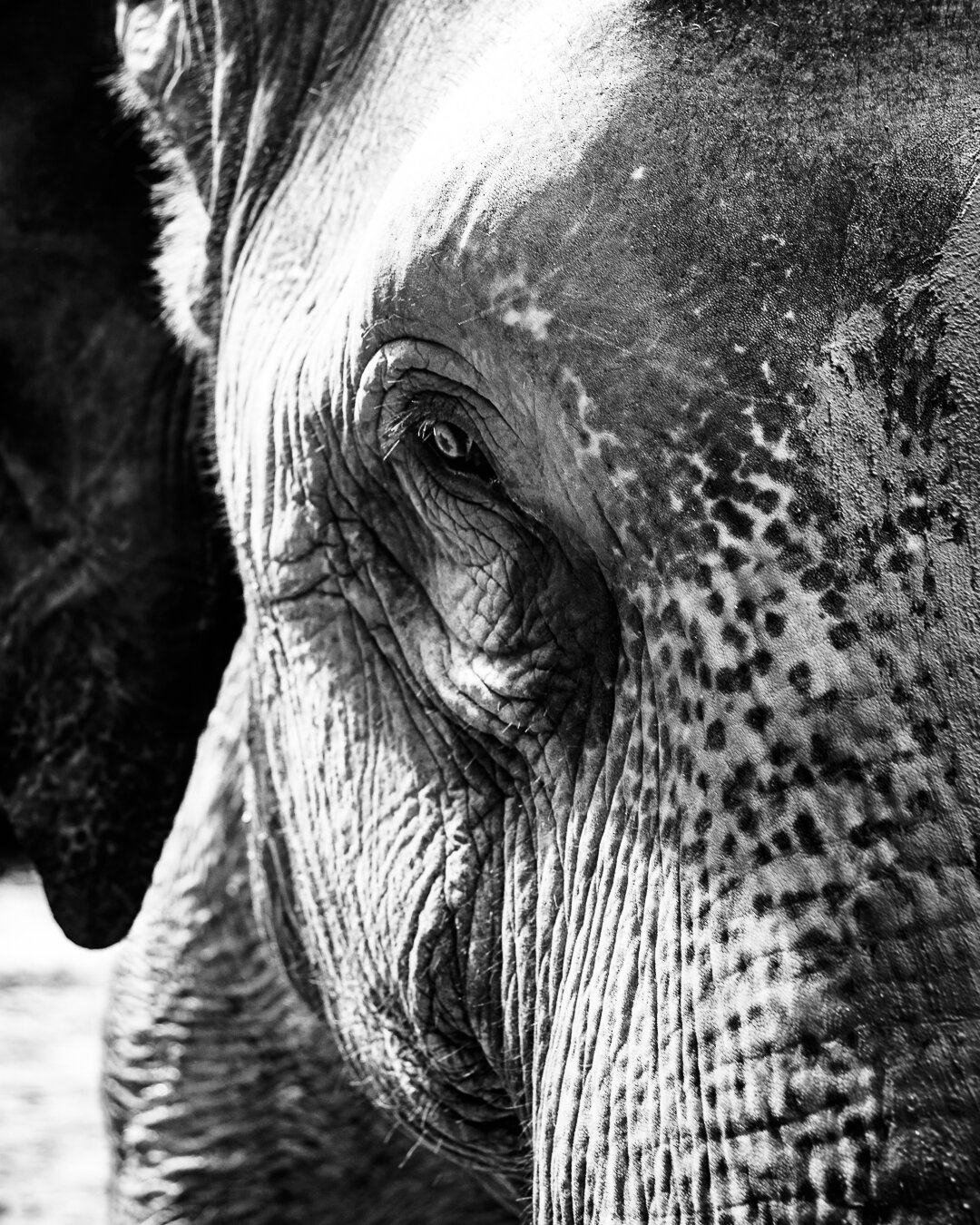 Este elefante asi&aacute;tico nos regala una mirada al alma. Cada arruga, cada textura, cuenta una historia de sabidur&iacute;a y calma. 🐘✨ Deja que te sumerja en su mundo contemplativo. Pronto, en #MemoriasReveladas, exploraremos m&aacute;s de la m
