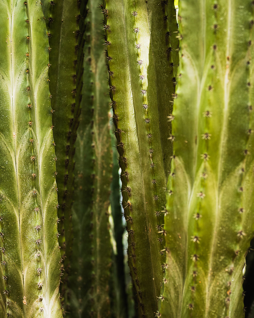 Explora la maravillosa simetr&iacute;a y resistencia de los cactus en este impresionante retrato. Cada hoja es como una columna arquitect&oacute;nica de la naturaleza. 🌵💚 Para descubrir m&aacute;s sobre esta y otras historias visuales, visita nuest