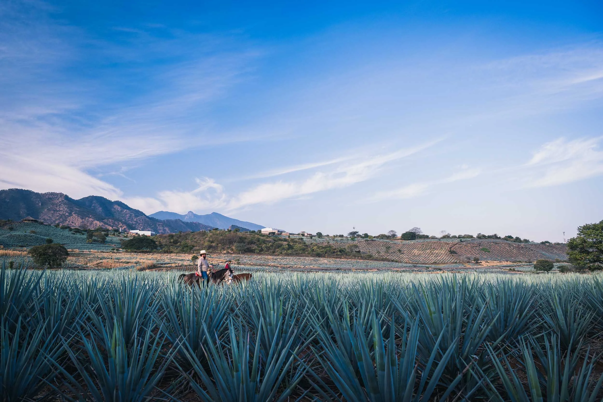 Dos personas a caballo entre hileras de agave azul en un paisaje montañoso, editorial de viajes sobre la ruta del tequila.
