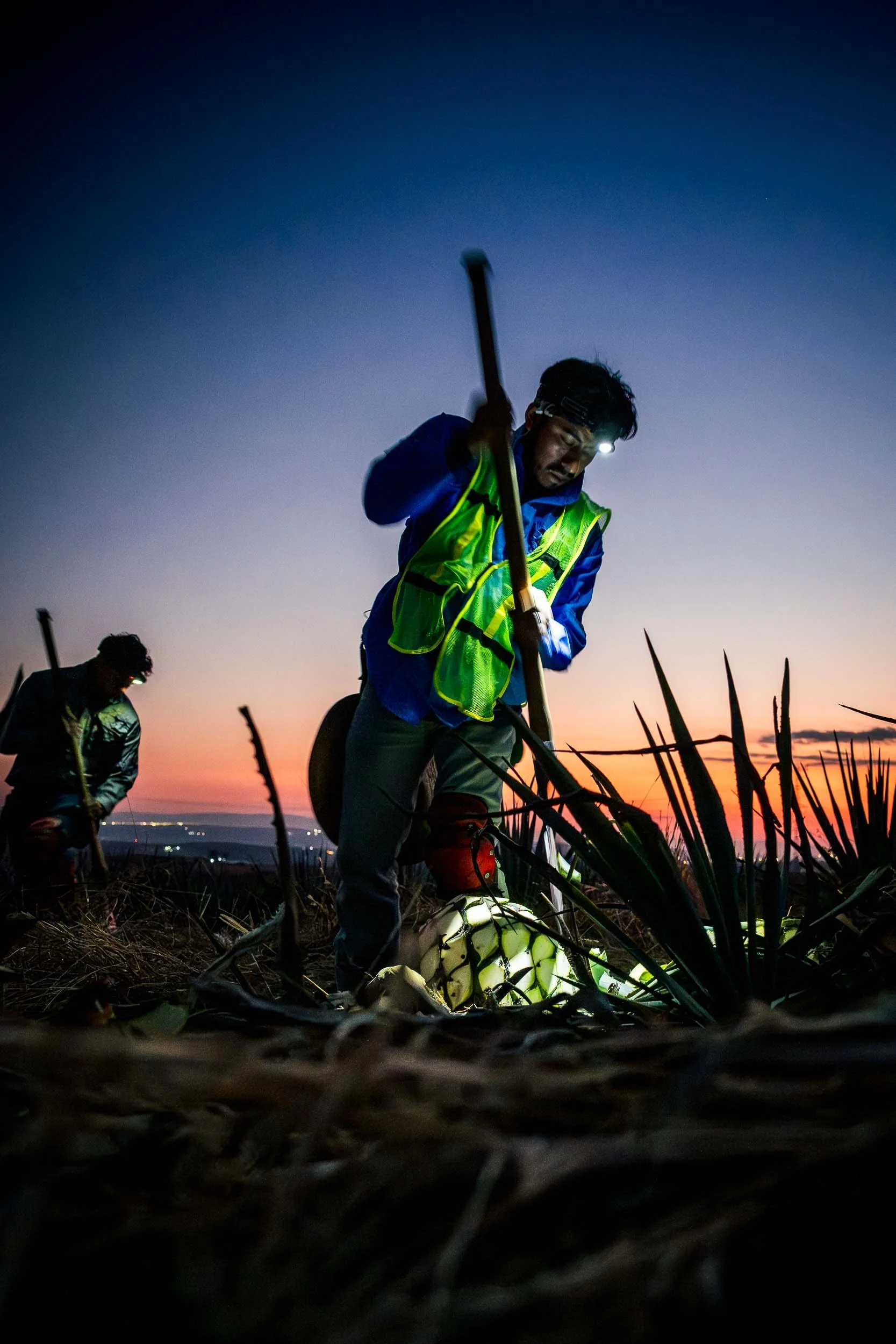 Retrato editorial de un jimador cosechando agave al amanecer, iluminación natural y linterna frontal en campo.