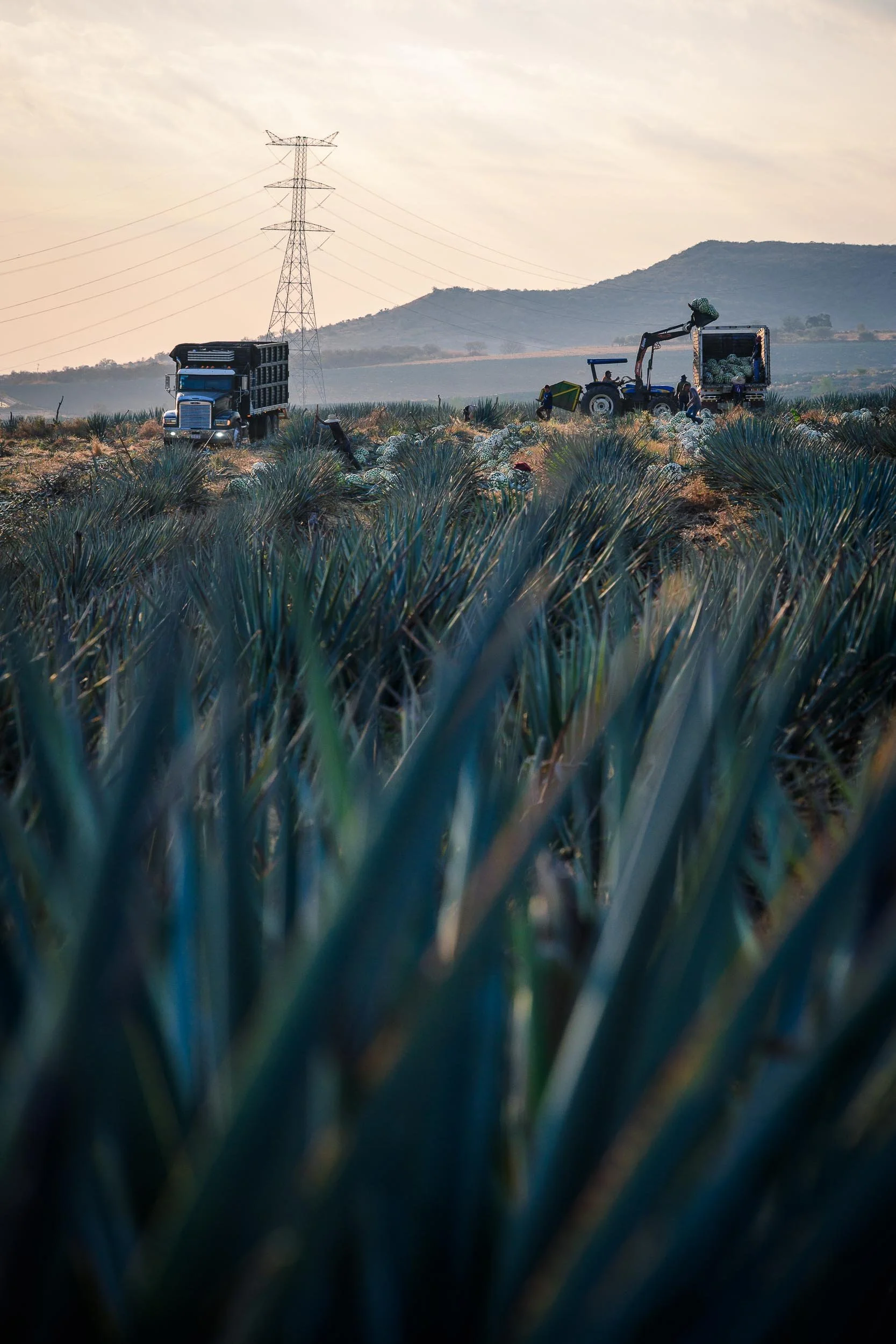 Reportaje visual de maquinaria recolectando agave en campos de tequila al amanecer, paisaje agrícola.