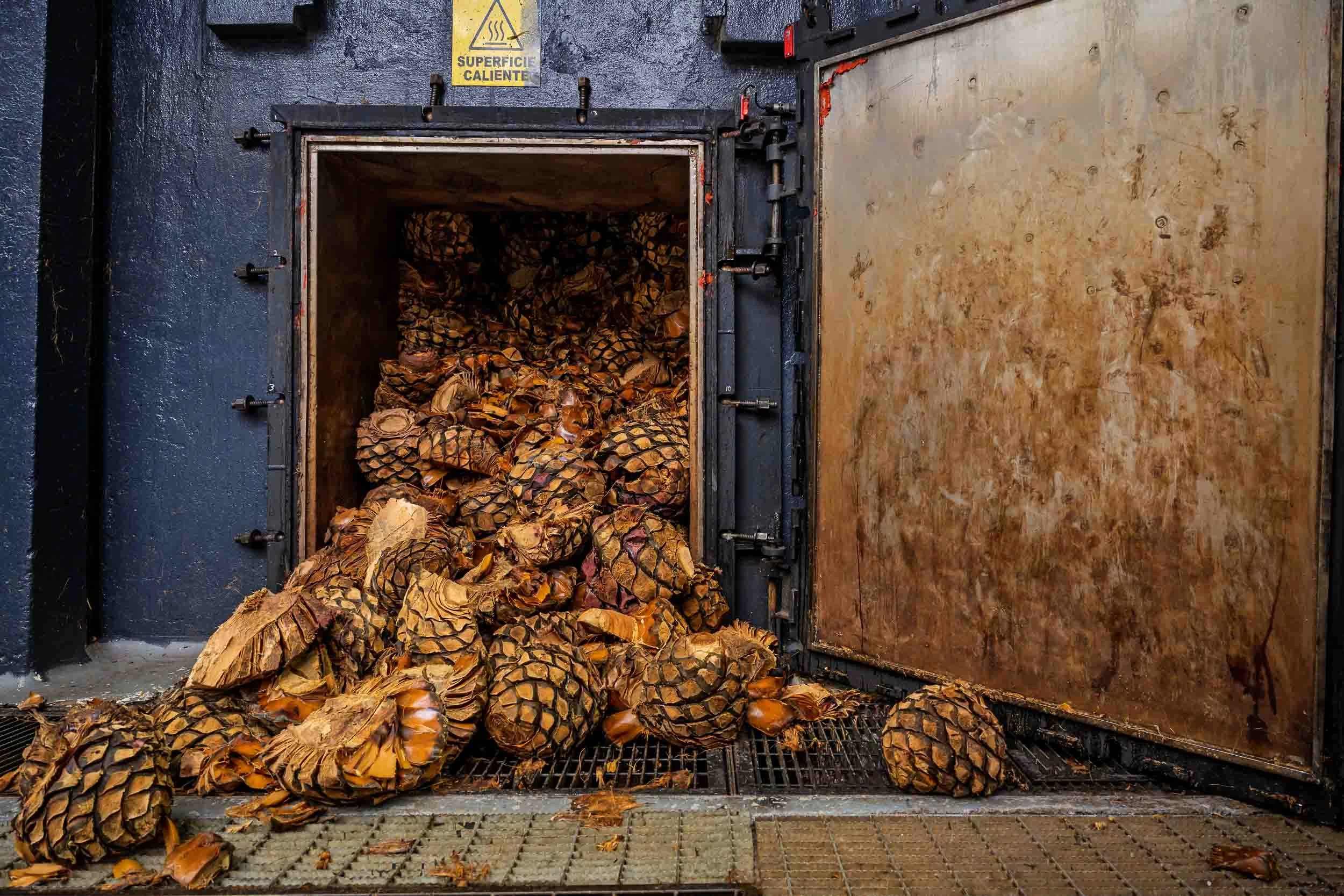 Editorial cultural sobre el proceso de cocción del agave: horno abierto con piñas cocidas listas para moler.
