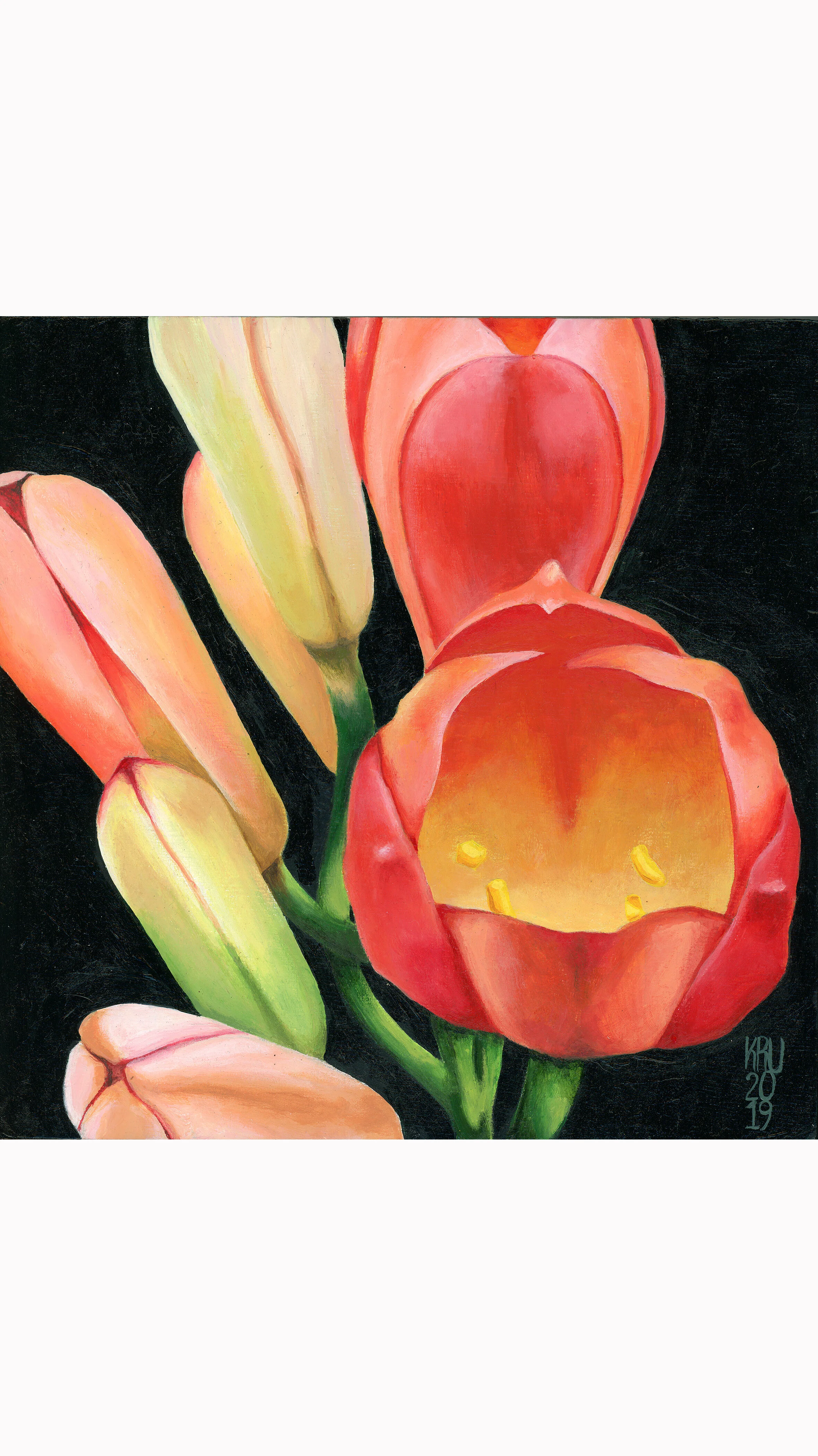 tulip.rtgl.jpg