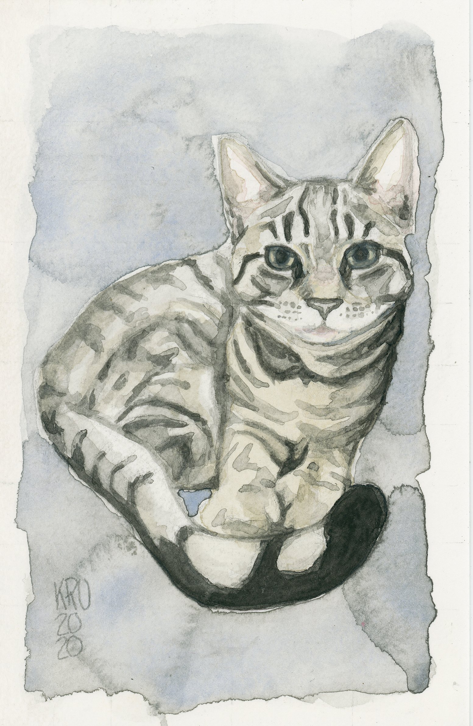 greytabby400.jpg
