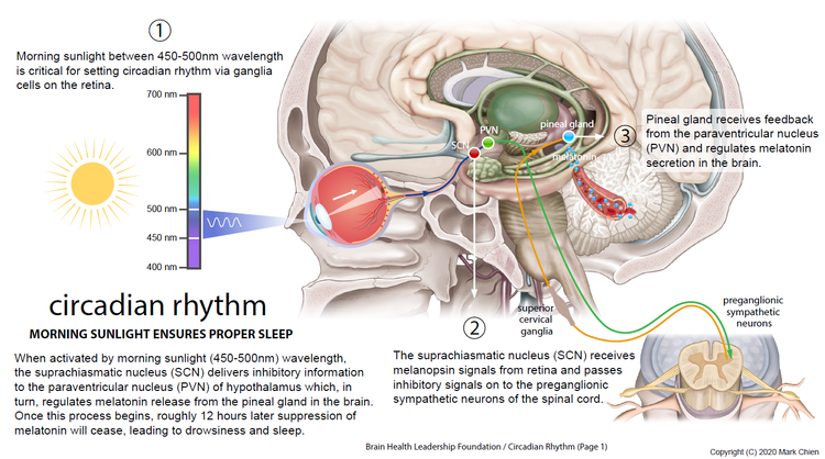 Sleep and Circadian Rhythm — Brain Health Leadership Foundation