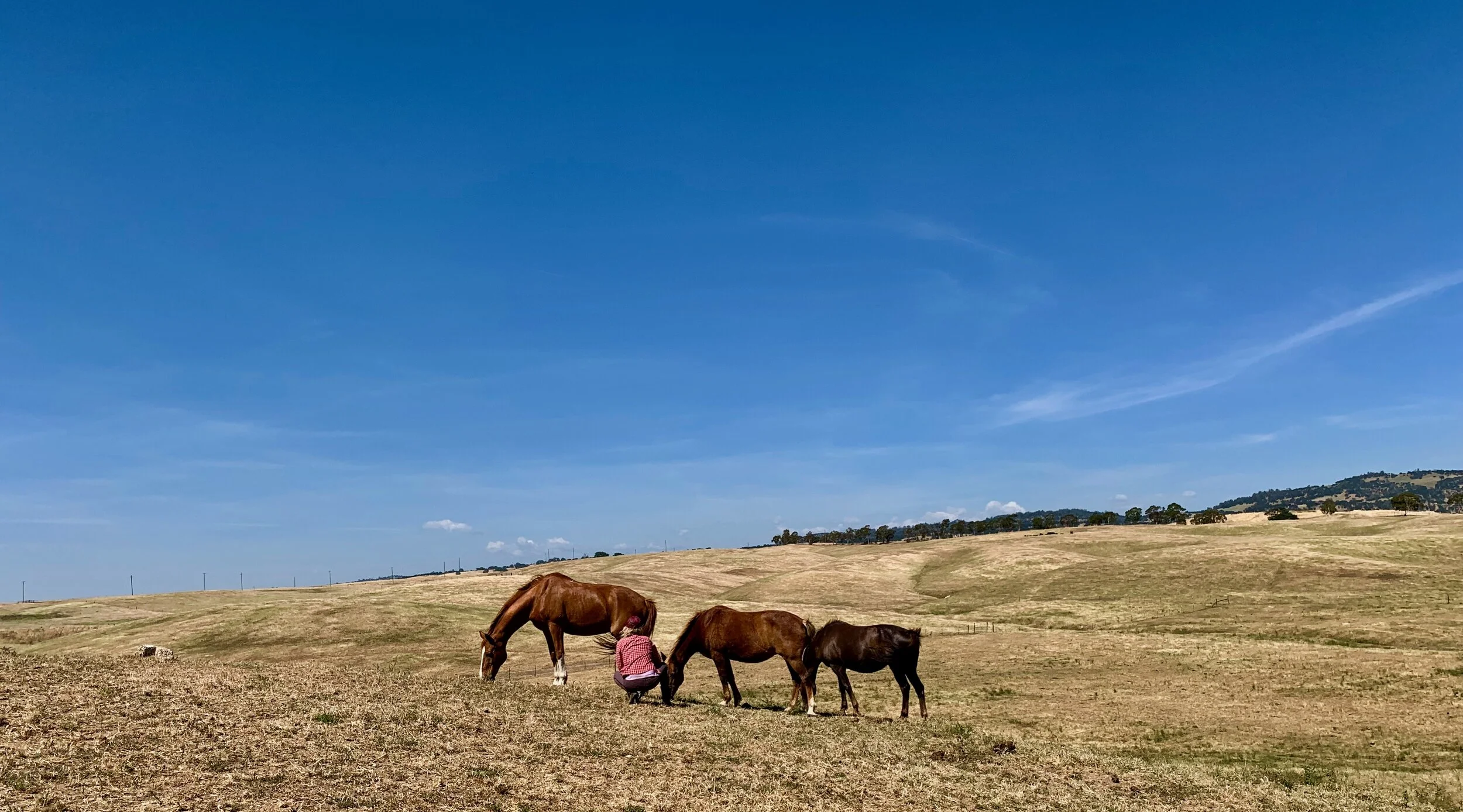 Child in checkered shirt feeding four horses in a grassy, hilly field under a clear blue sky.
