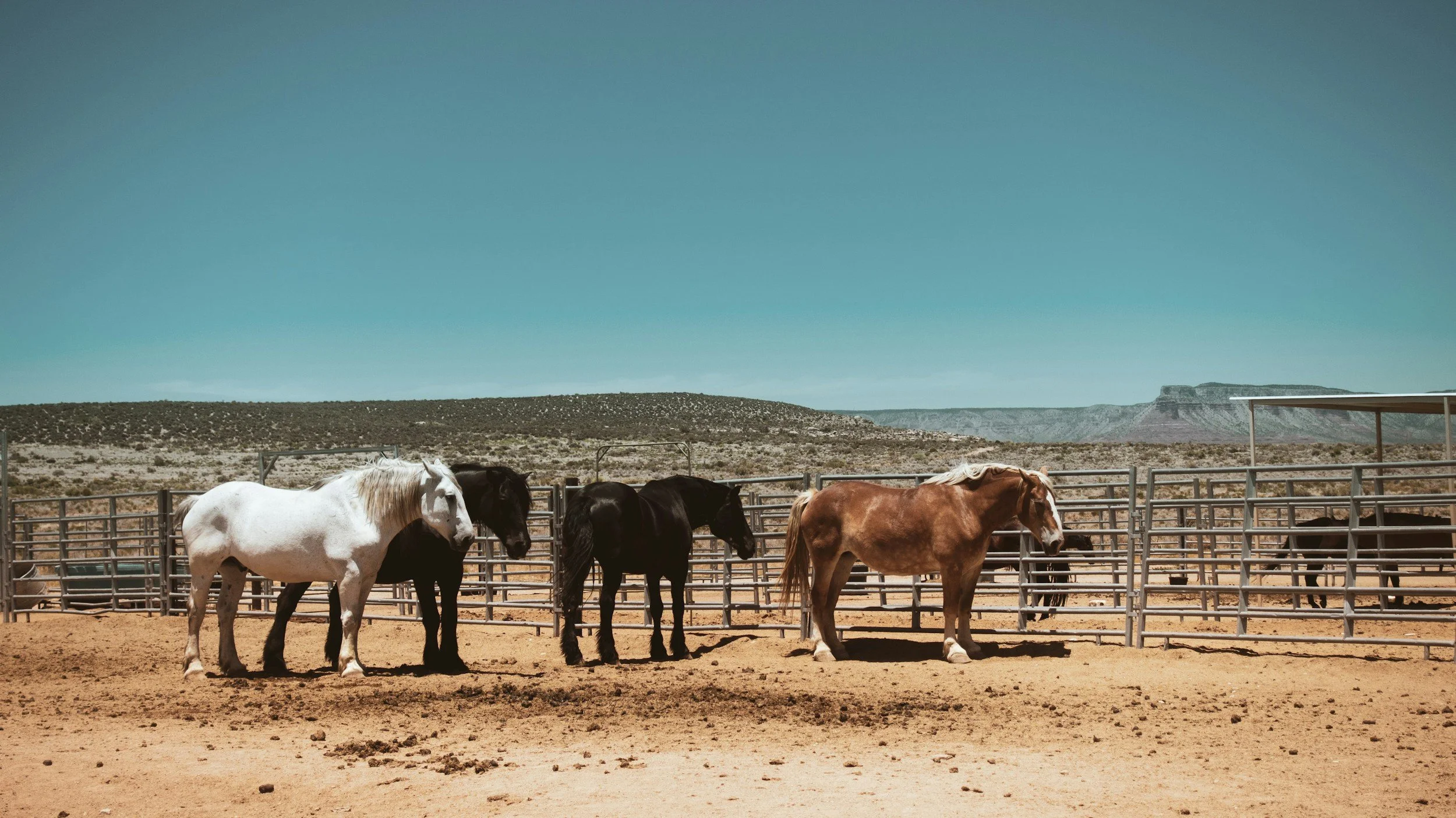 Six horses standing in a fenced area under a clear blue sky with mountainous terrain in the background.