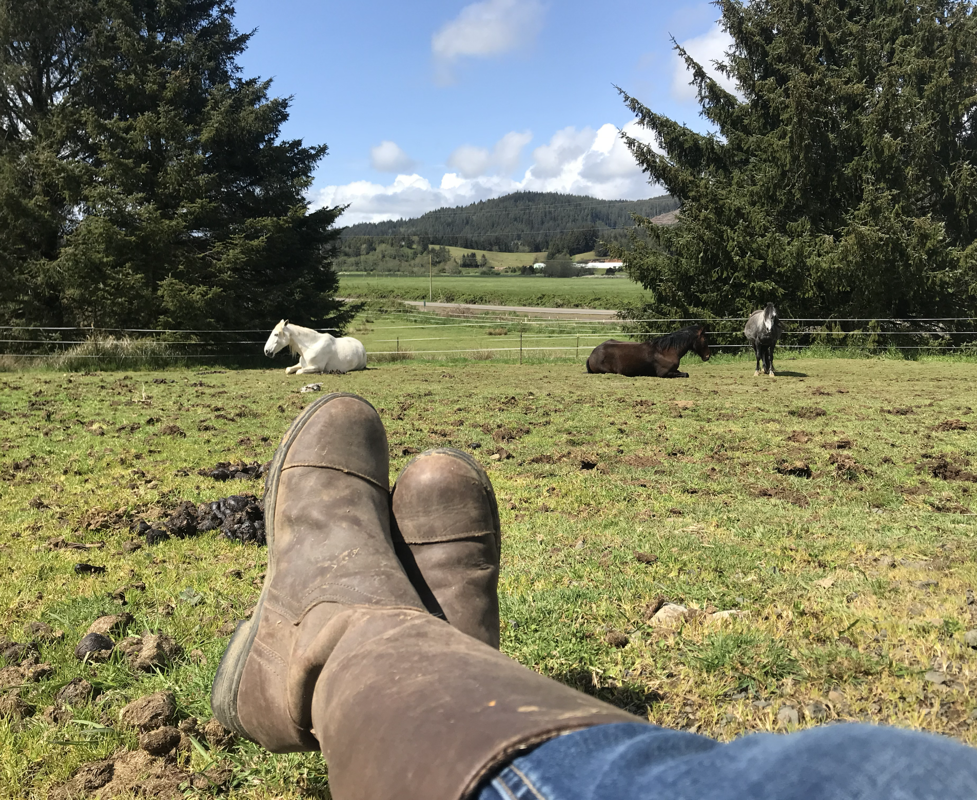 What Horses Have Taught Me About Coming Home