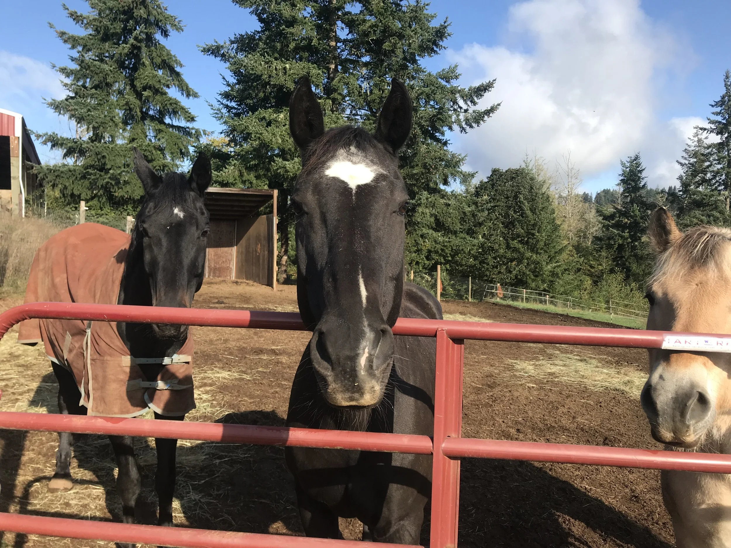 Group of horses, including a black horse in the center, standing behind a red fence outdoors on a farm with trees and a partly cloudy sky in the background.