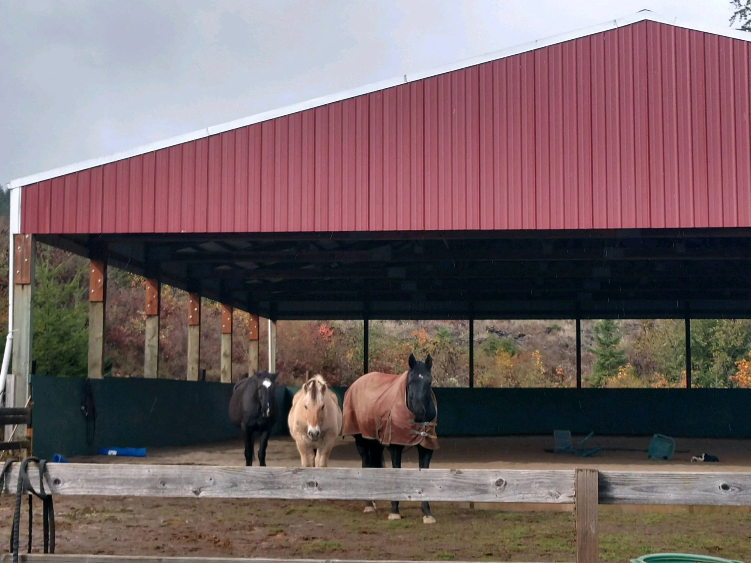 Three horses standing inside a covered paddock with a red barn with a white trim in the background. The horses are black, tan, and brown, facing forward. The scene is outdoors on a cloudy day.