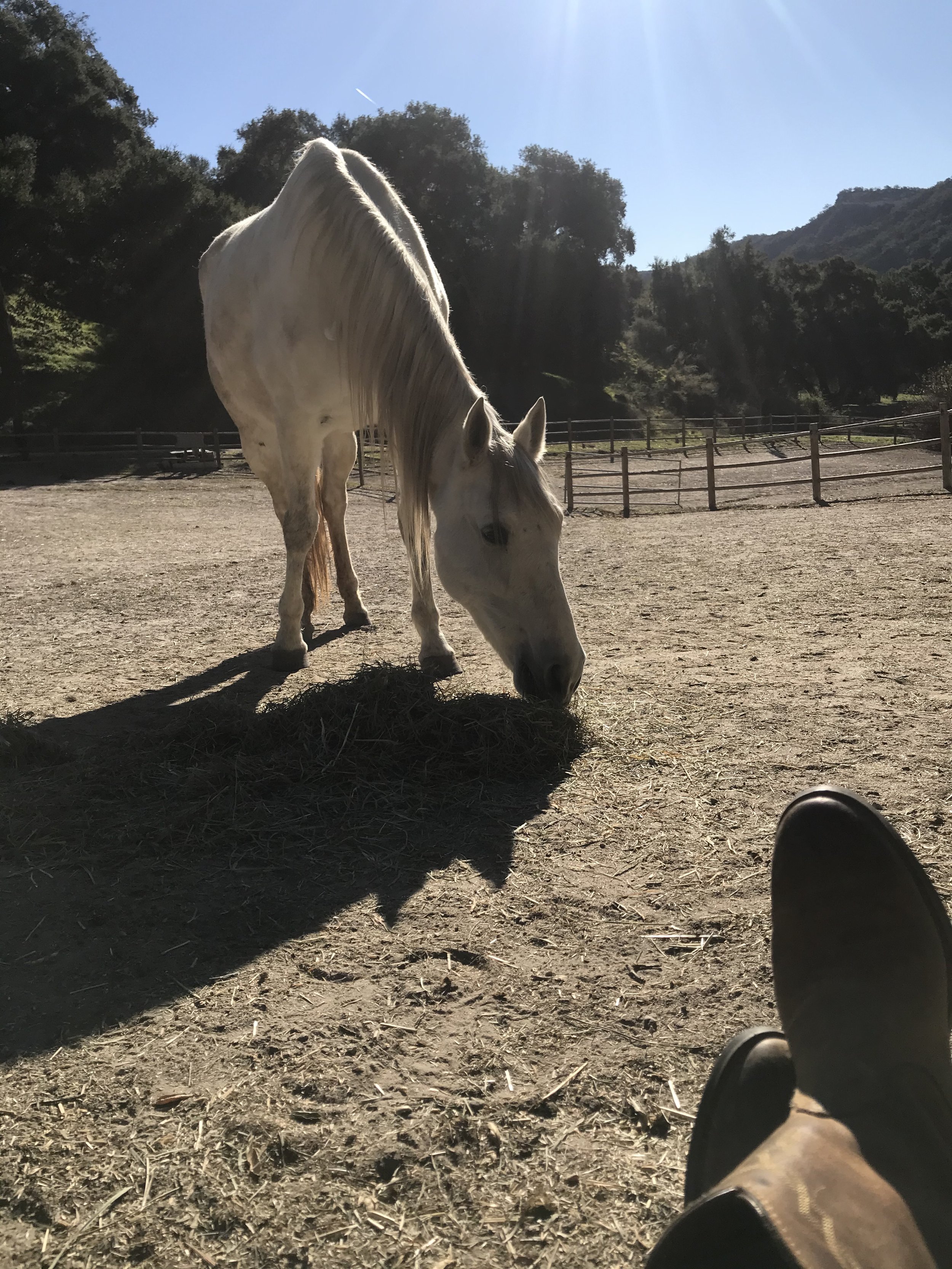 A person wearing brown boots sitting in a dirt area with a white horse grazing nearby. There is a wooden fence in the background, surrounded by trees and mountains under a clear blue sky.