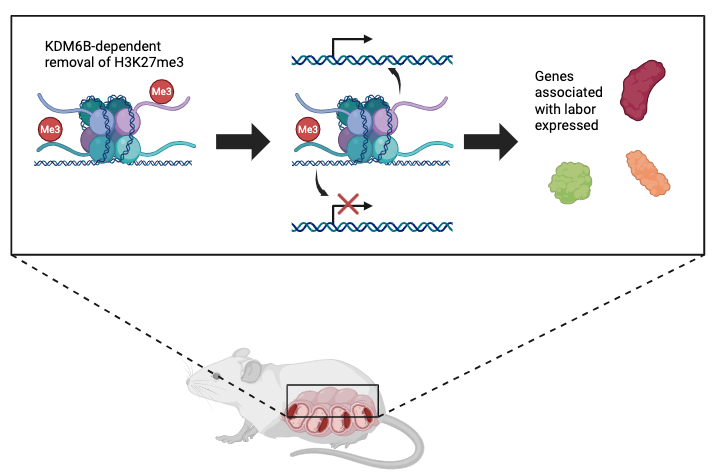Due Dates: How a Molecular Timer May Set the Start of Labor
