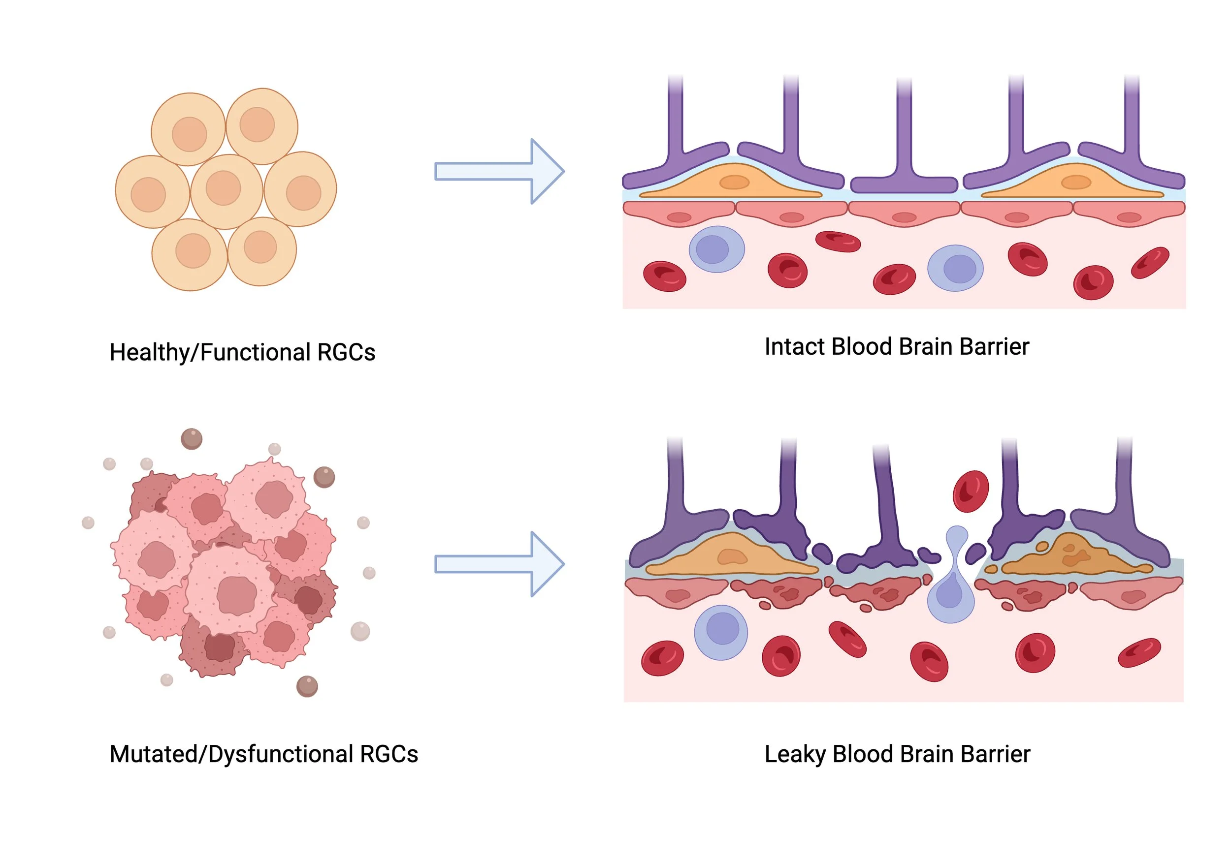 Cracking the Code: How Glial Signaling Shakes the Barrier