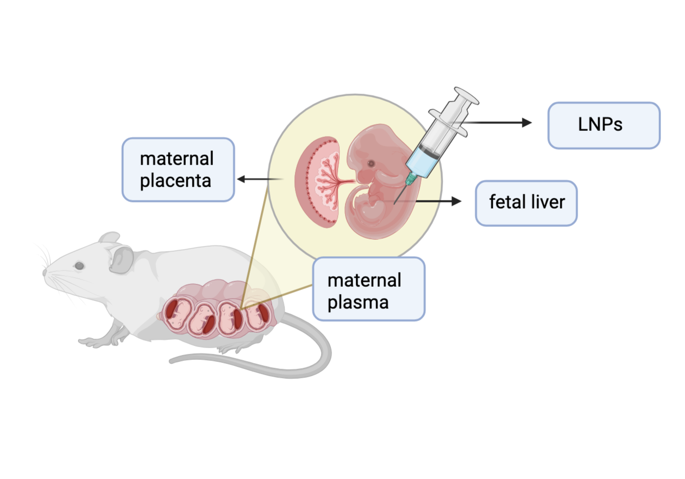 Investigating In Utero Treatments of Hemoglobinopathies