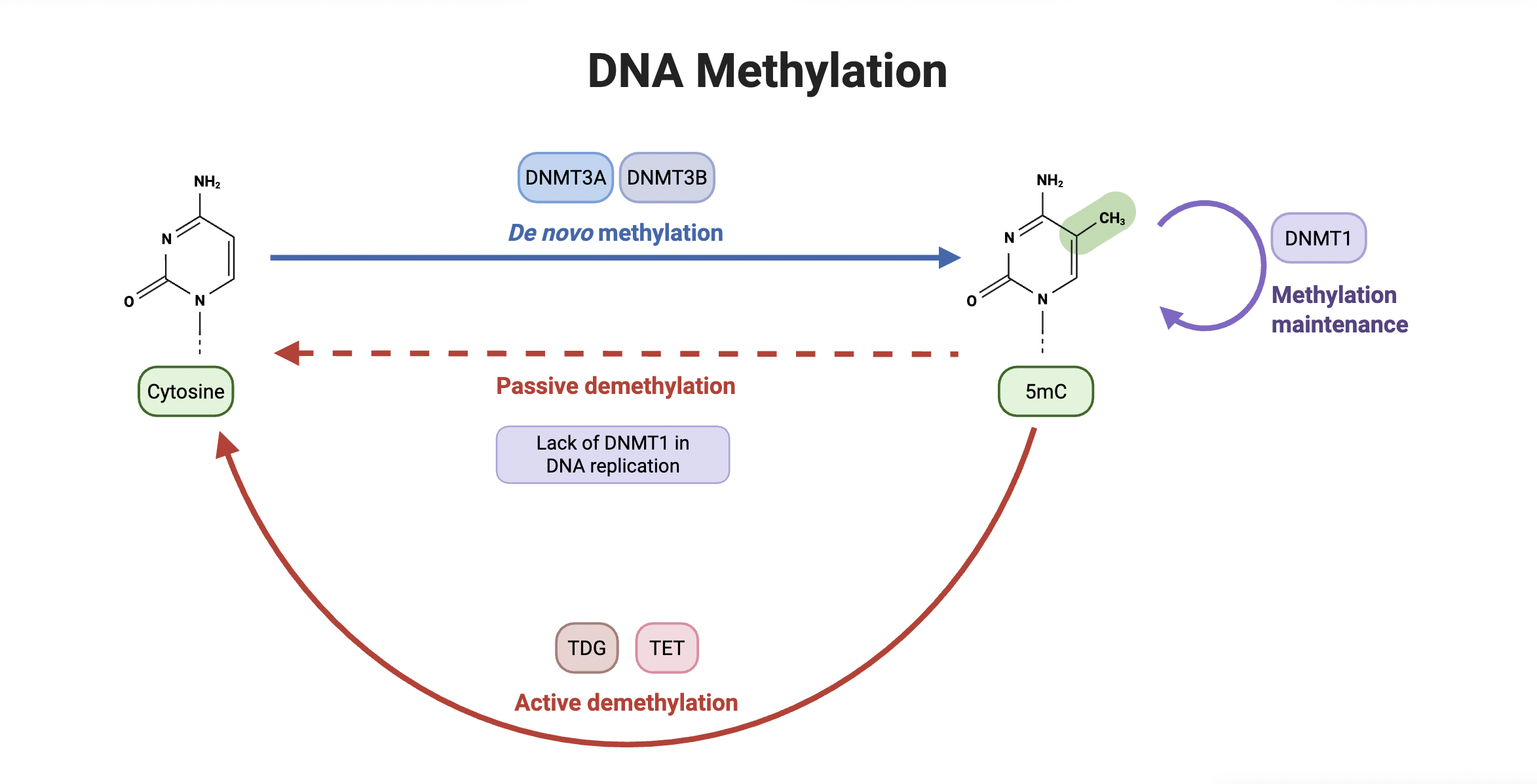 DNA Methylation Profiles and Placental Malaria
