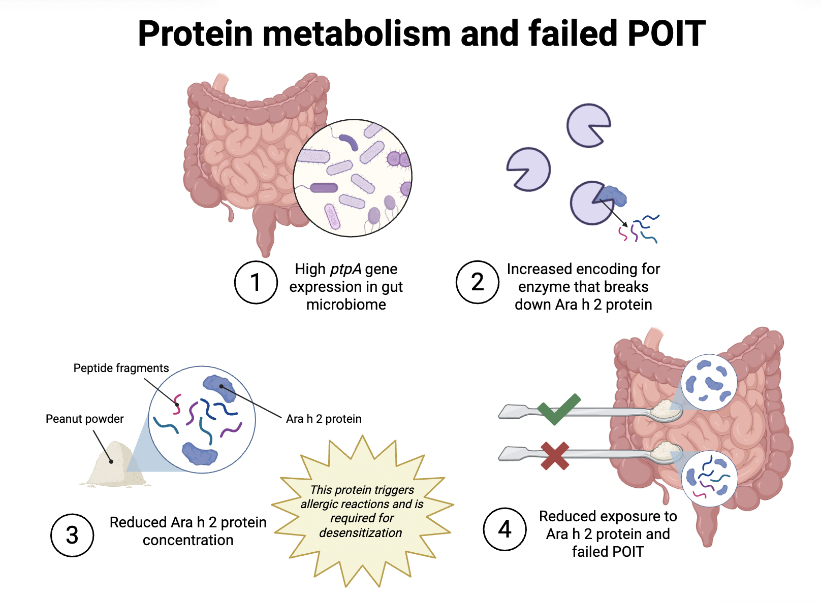 Are Gut Microbes “Eating” Your Peanut Allergy Treatment?