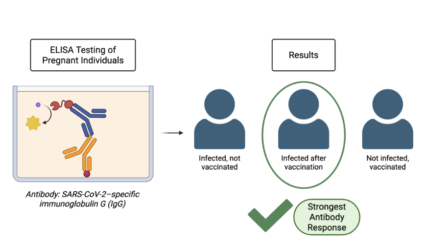 COVID-19 vaccination’s effect on pregnant individuals and their newborns