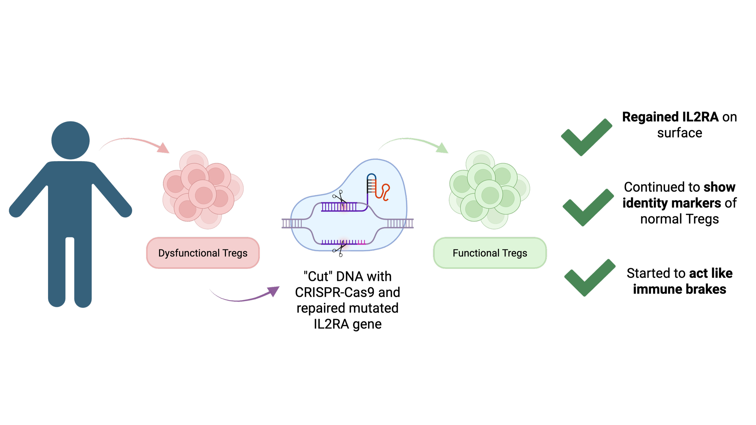Repairing the Brake Pedals of the Immune System with CRISPR