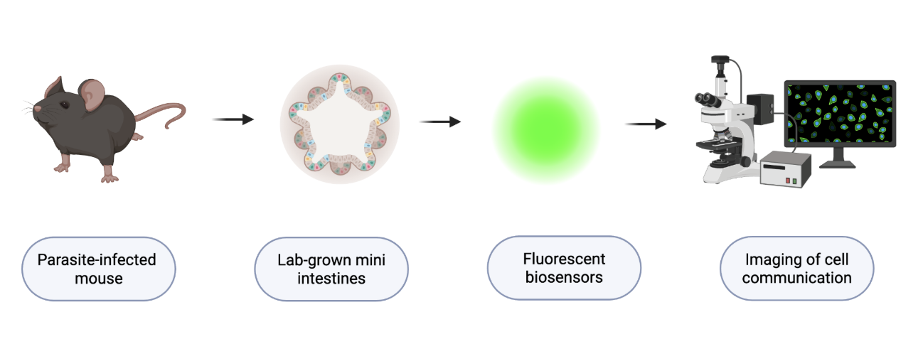How Parasites Trigger Communication Between the Gut and Brain