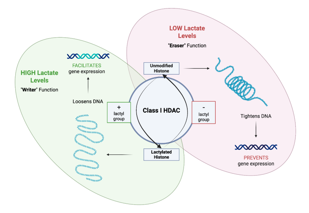 Flipping the Switch: The Hidden Roles of Class I Histone Deacetylases (HDAC’s)