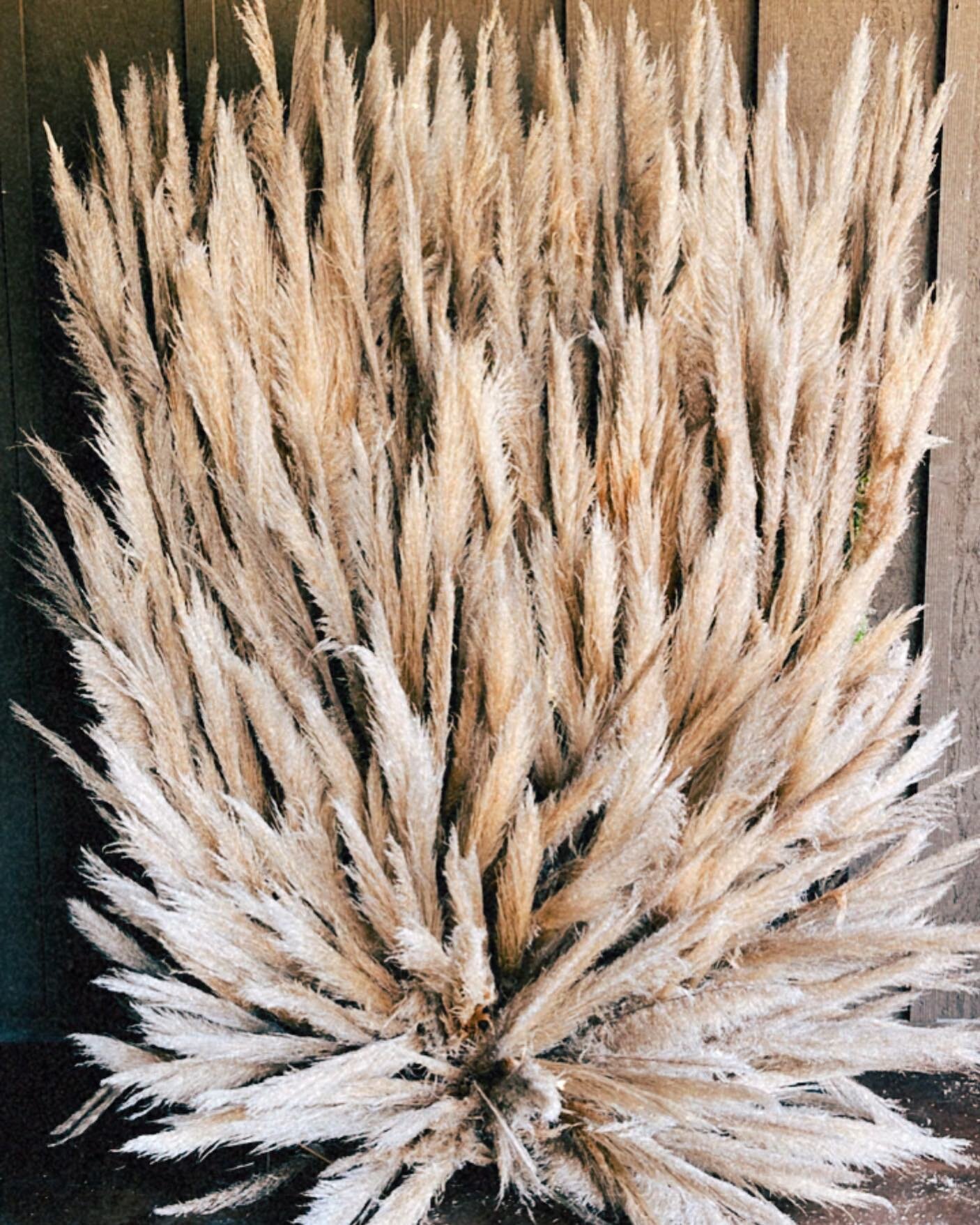 &amp; we are officially writing off pampas grass after this 600 stem photo backdrop 😅🌾✨