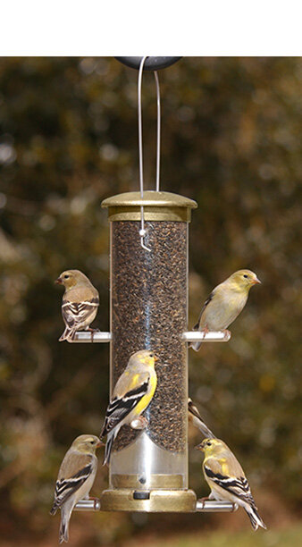 Finch Feeders The Fat Robin