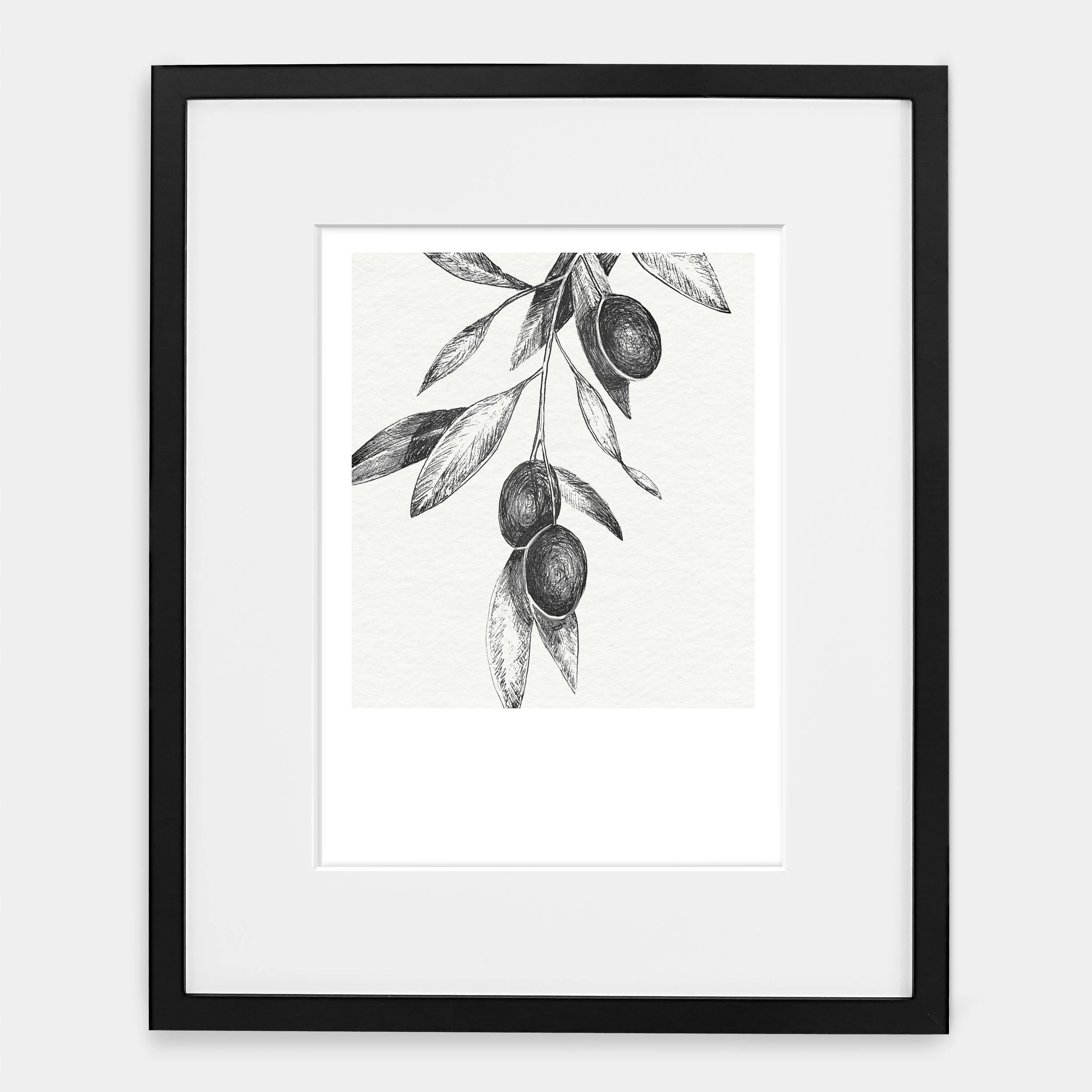 drawing of an olive branch on paper - pen and ink sketchof an olive tree
