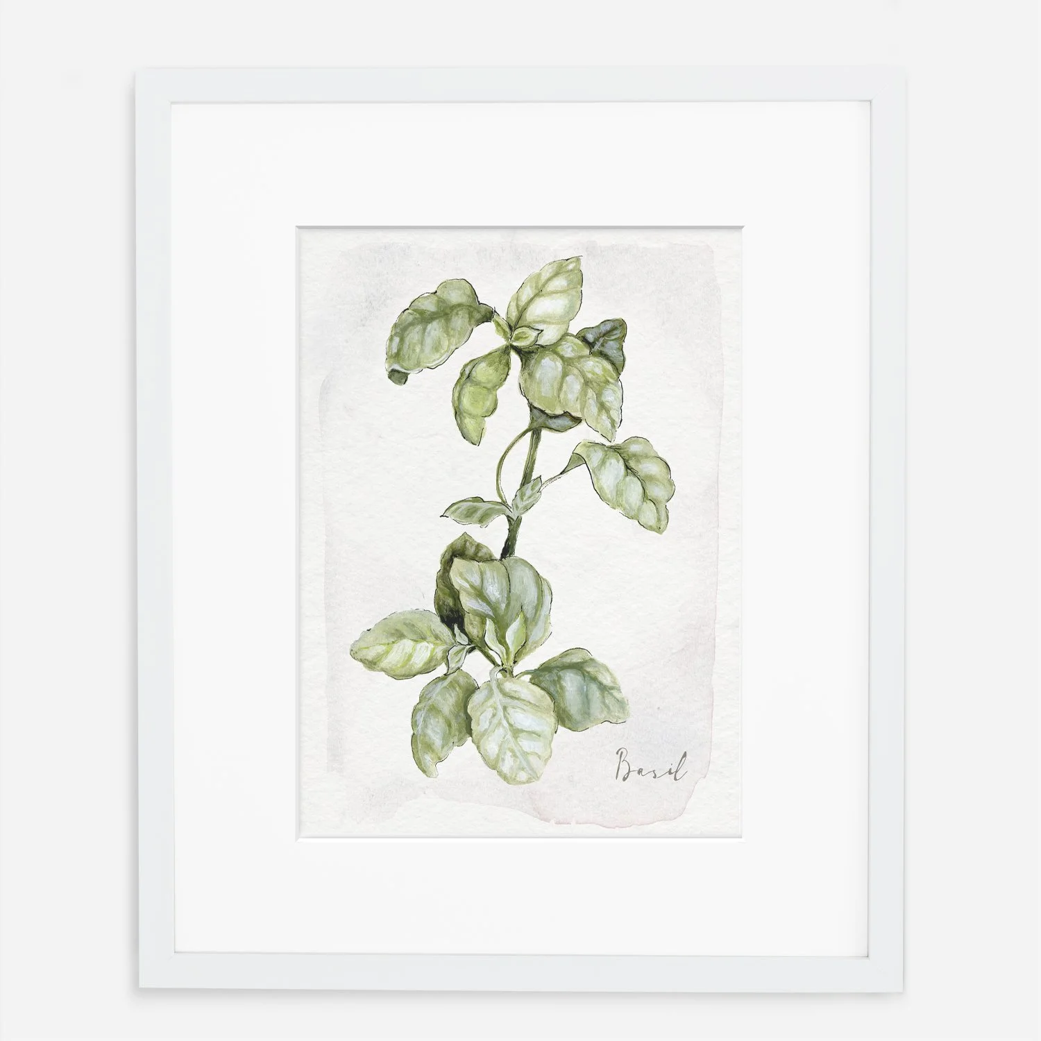 basil watercolor botanical illustration on handmade paper with watercolor edge culinary herb print white frame.jpg