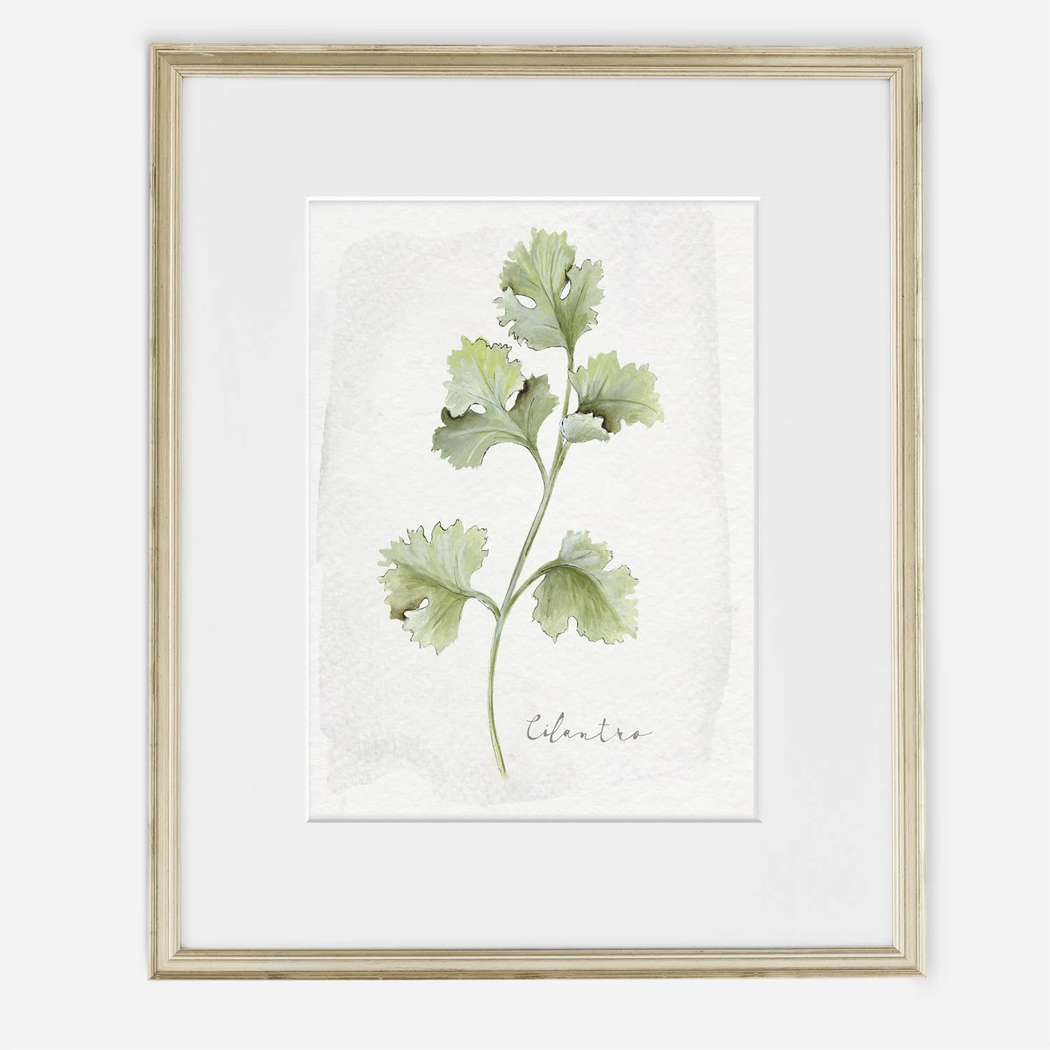 coriander cilantro watercolor botanical illustration on handmade paper with watercolor edge detail culinary herb print
