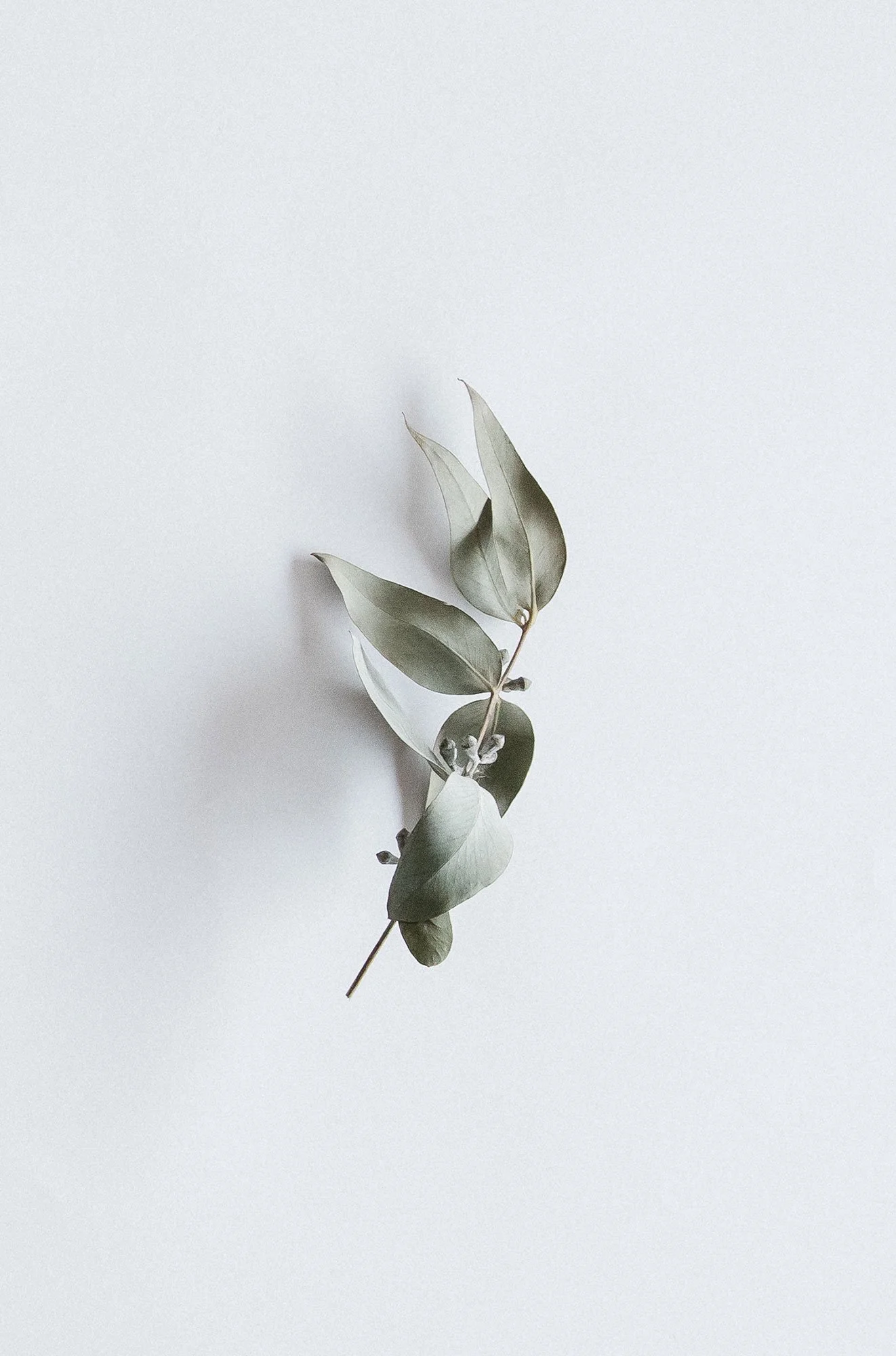NEWNEW_GDPD_Botanical.jpg