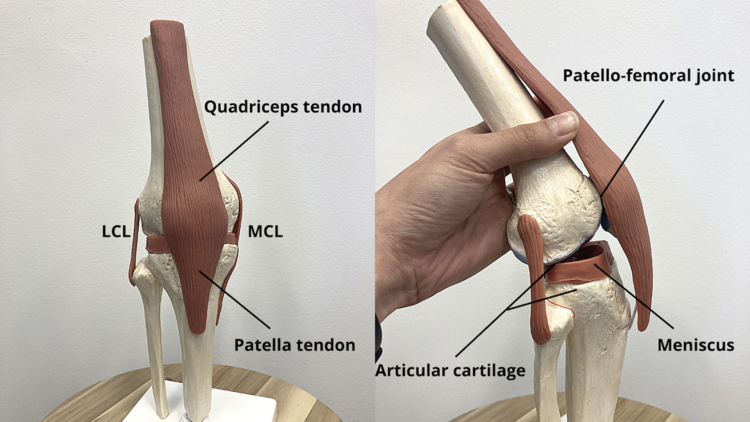 Knee anatomy showing patellar tendon commonly affected in jumper’s knee