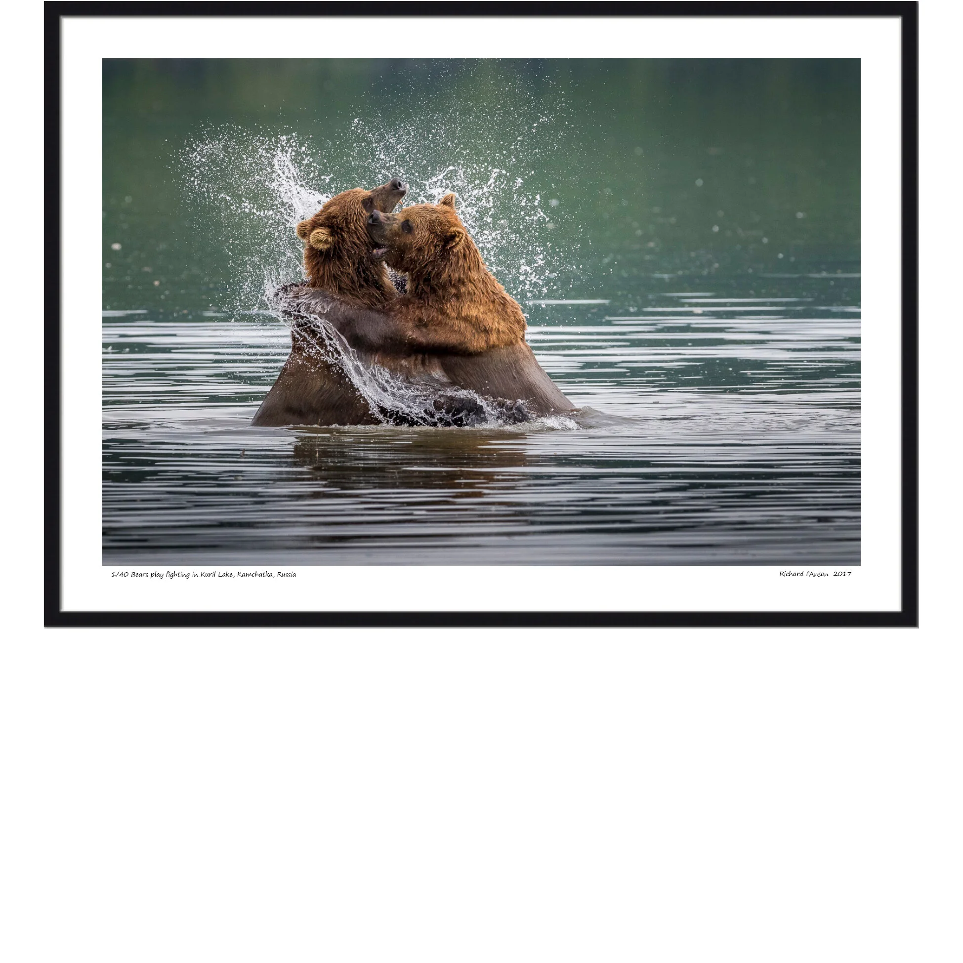 Bears play fighting in Kuril Lake, Kamchatka, Russia Black Frame.jpg