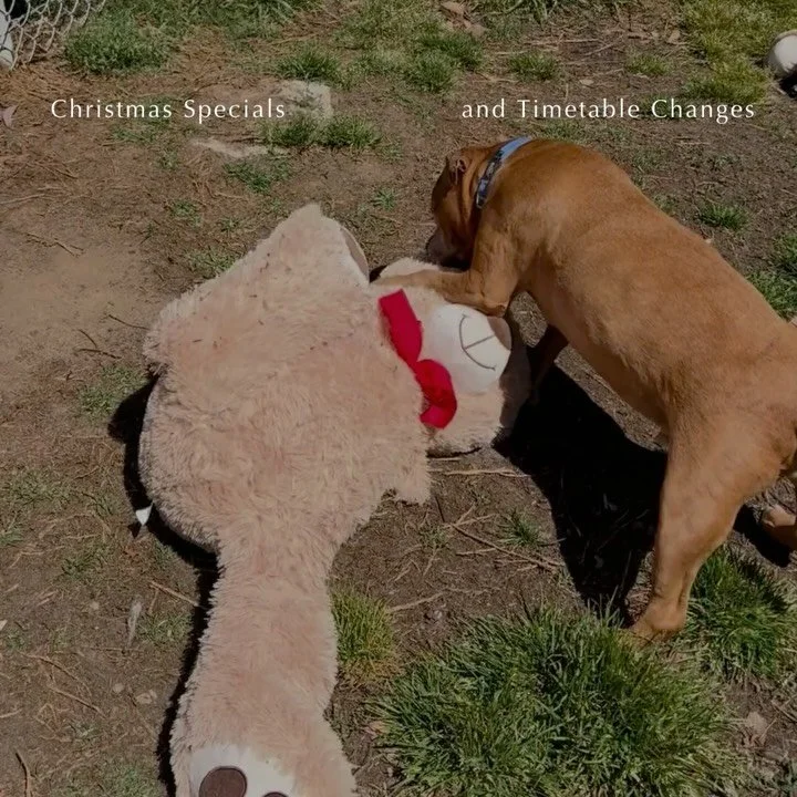 As the year draws to a close, the timetable shifts a little.

On Wednesday, Dec 24, Tim will teach a Christmas Eve Practice at 6:00 pm &mdash; an opportunity to step into the the joy and madness of Christmas day with a steadier frame of mind.🎄

On T