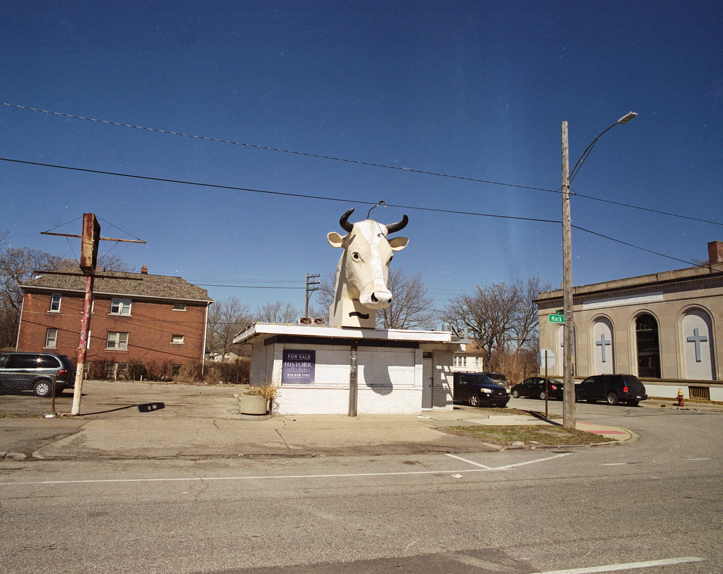COW-2.jpg