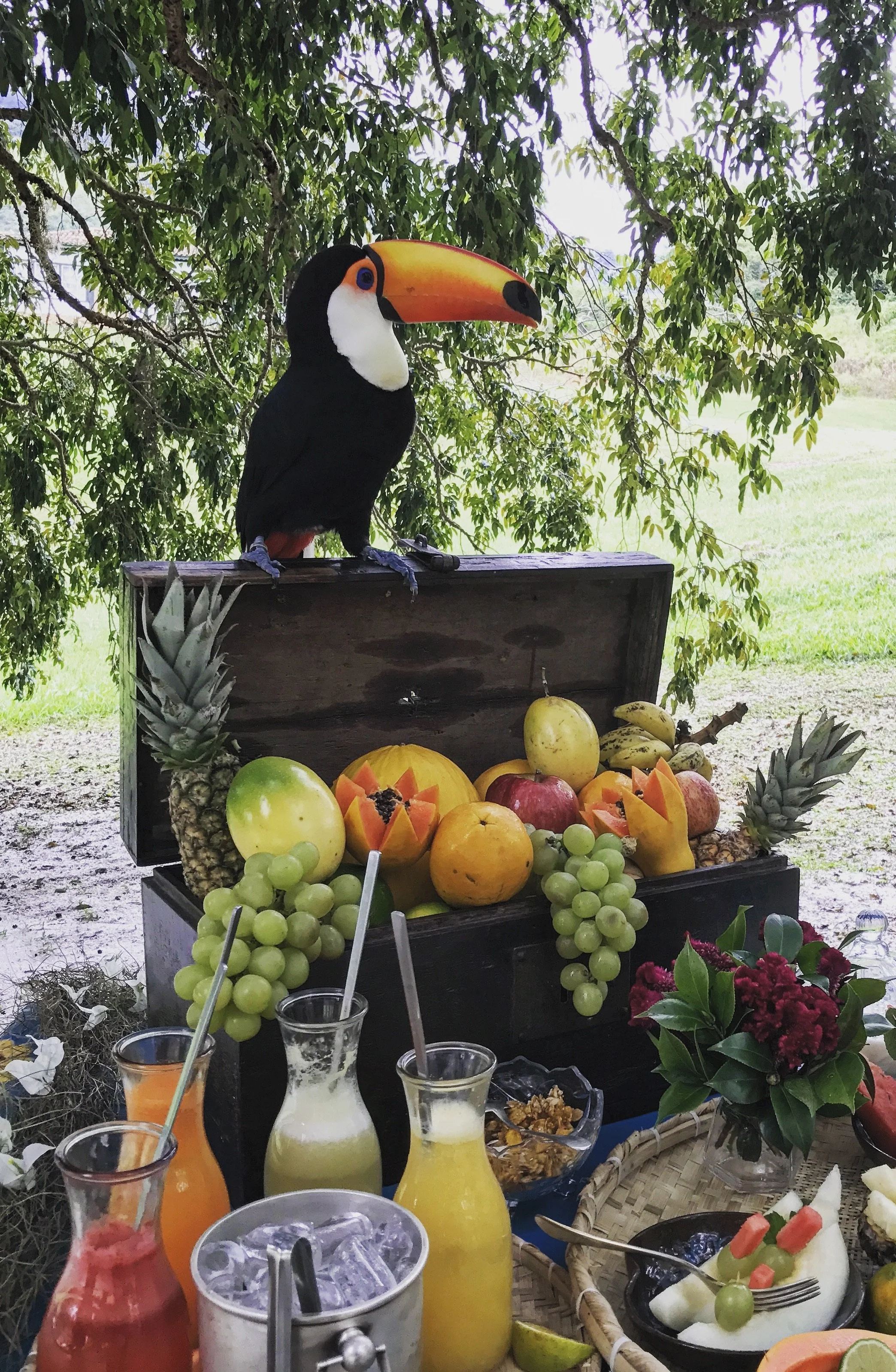 ToucanBreakfast.JPG