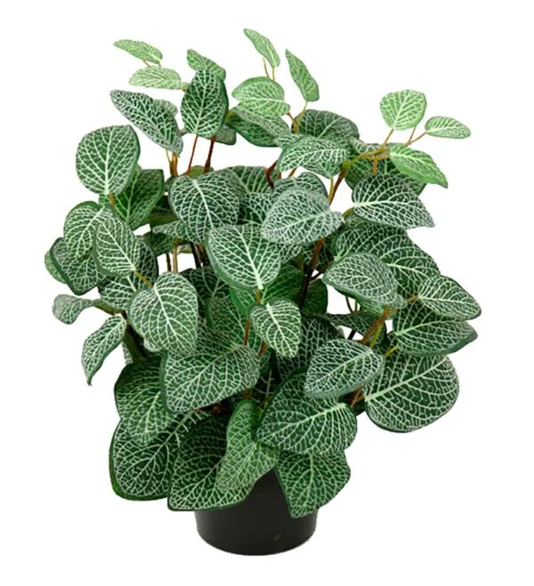 Fittonia.jpg
