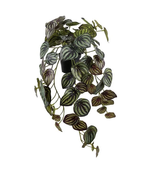 Peperomia.jpg